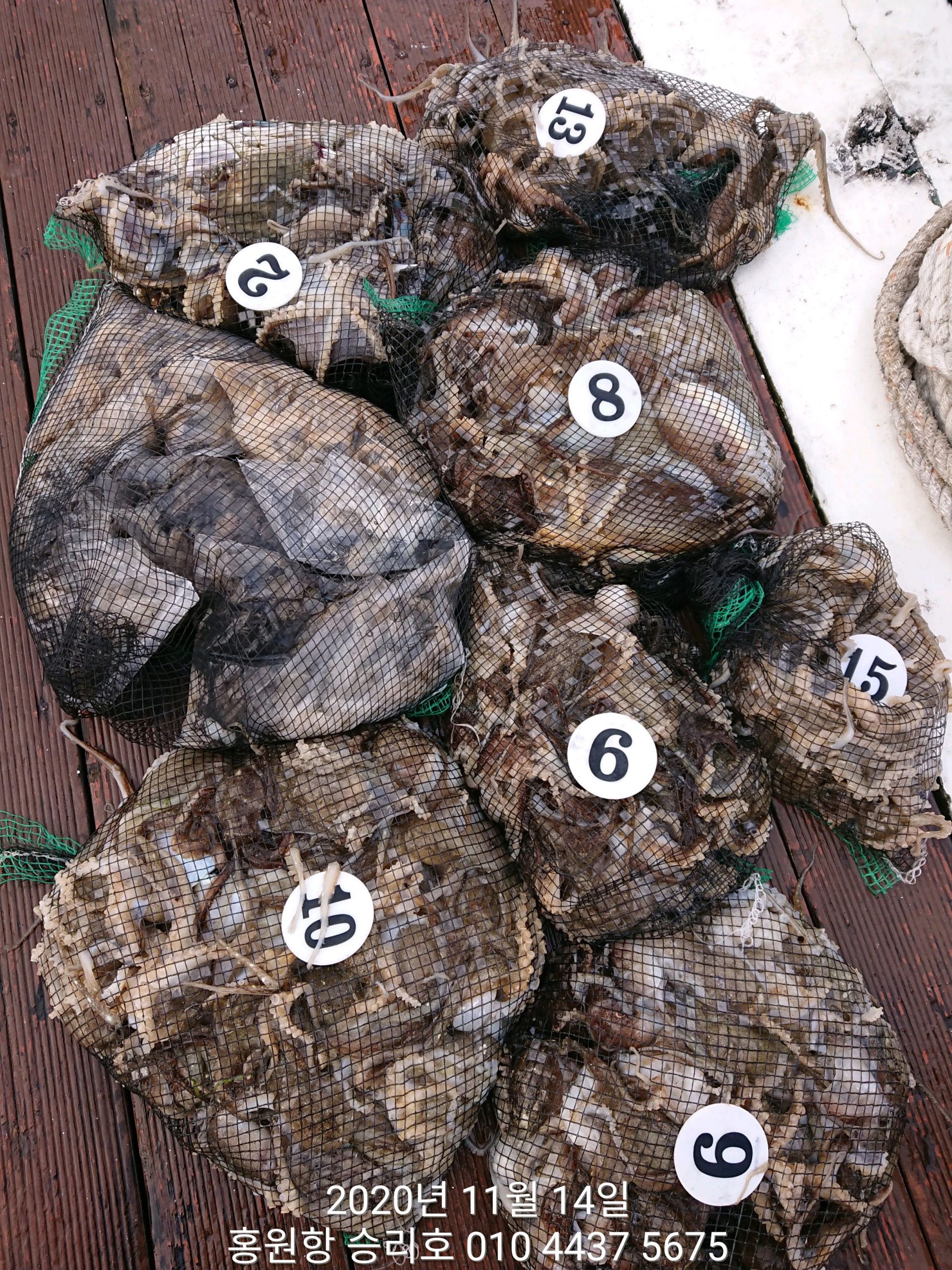 ***쭈꾸미*** 낚시의 원조 ((홍원항)) 요포선단 ~승리호~ 11월14일 쭈꾸미&갑오징어 망탱이 조황!!