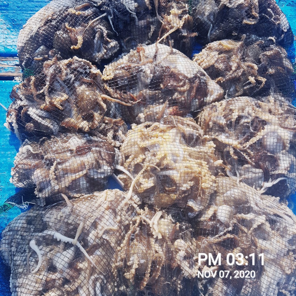 ***쭈꾸미** 낚시의 원조 ((홍원항)) ~장진호~ 11월7일 쭈꾸미&갑오징어 조황입니다!!