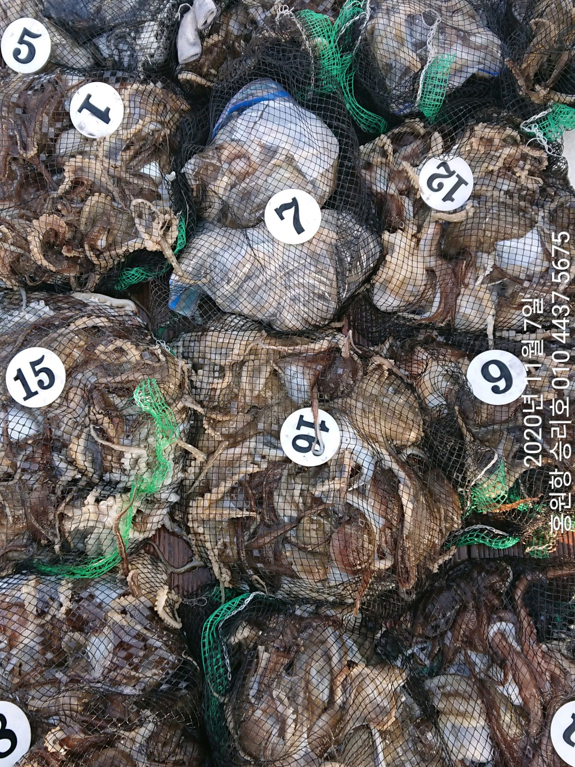 ***쭈꾸미*** 낚시의 원조 ((홍원항)) 요포선단 ~승리호~ 11월7일 쭈꾸미&갑오징어 망탱이 조황!!