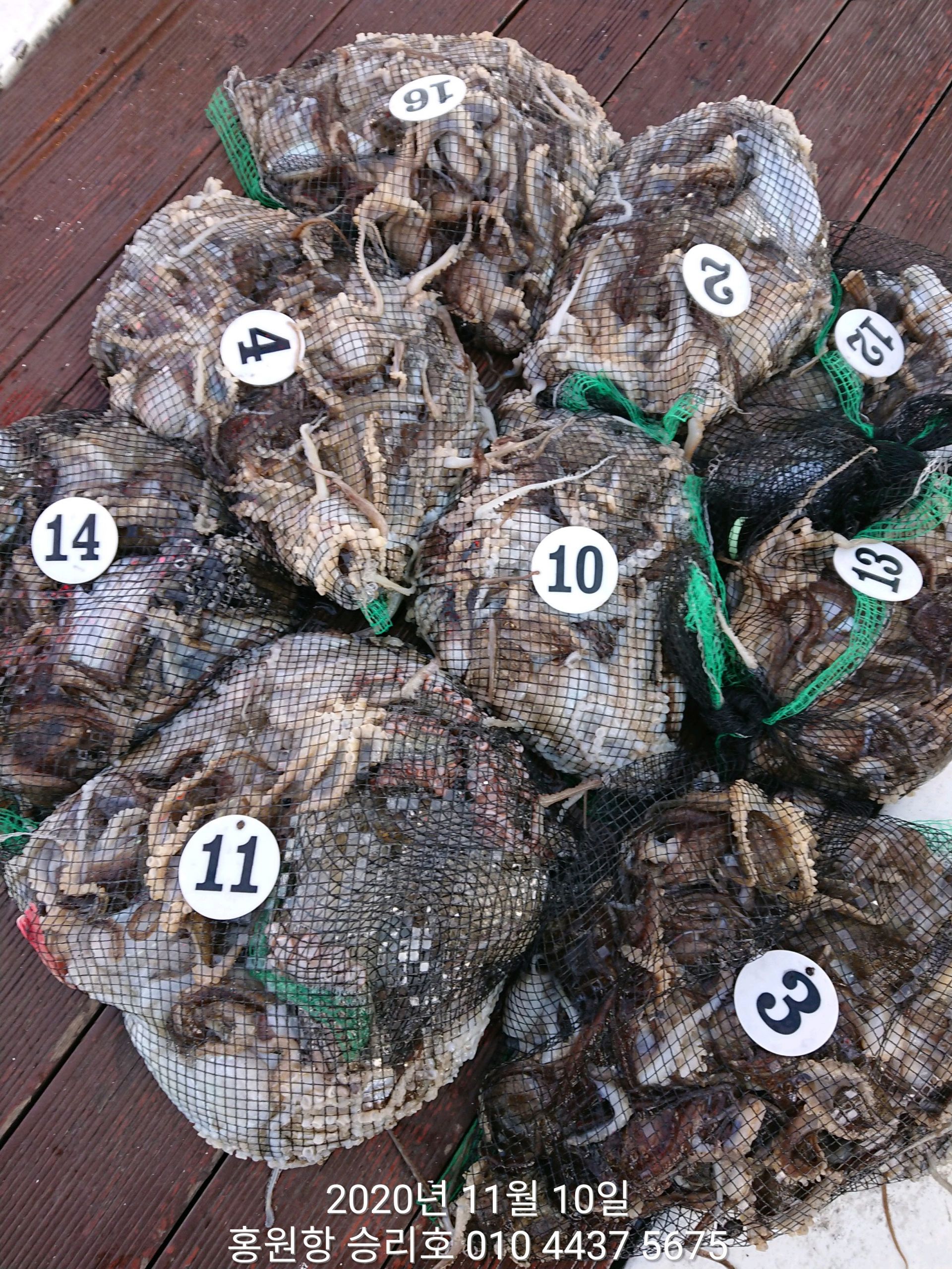 ***쭈꾸미*** 낚시의 원조 ((홍원항)) 요포선단 ~승리호~ 11월10일 쭈꾸미&갑오징어 망탱이 조황!!