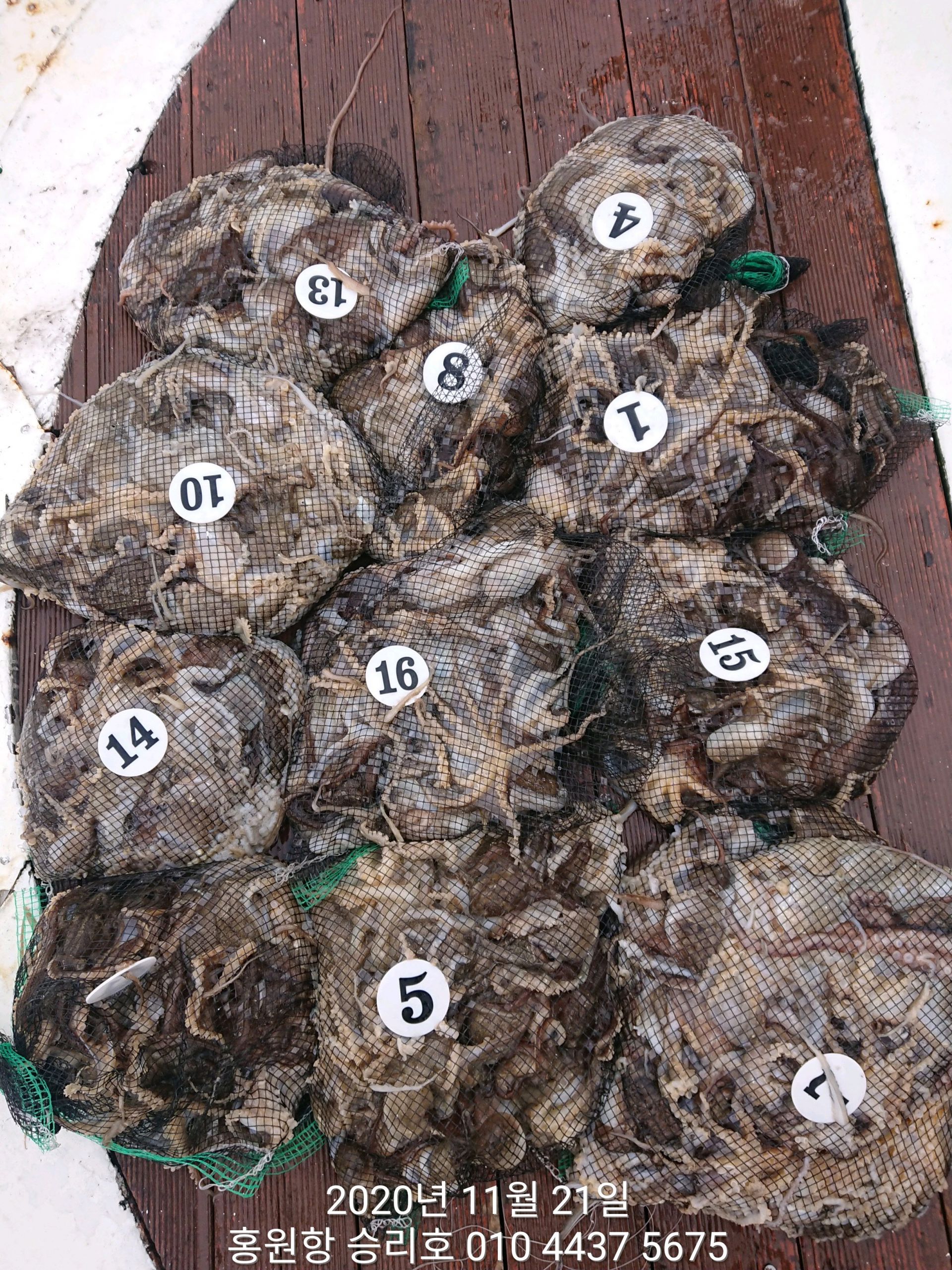 ***쭈꾸미*** 낚시의 원조 ((홍원항)) 요포선단 ~승리호~ 11월21일 쭈꾸미&갑오징어 망탱이 조황!!