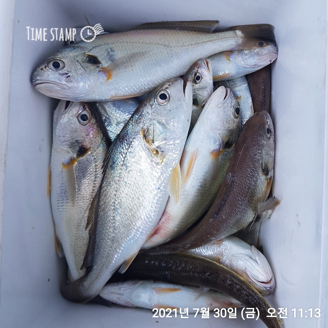 ***왕~대박*** 이벤트 홍원항 (요포선단) 장진호 선장님 1인 짬낚 조황입니다!!