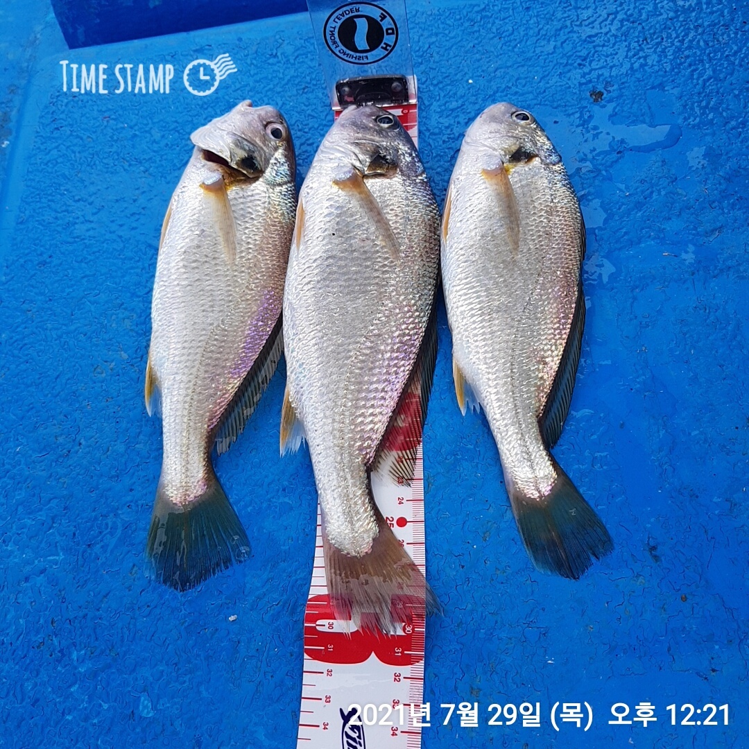 *** 왕대박*** 이벤트 홍원항 (장진호)7/29 선장님 외로운 짬낚 조황입니다!!