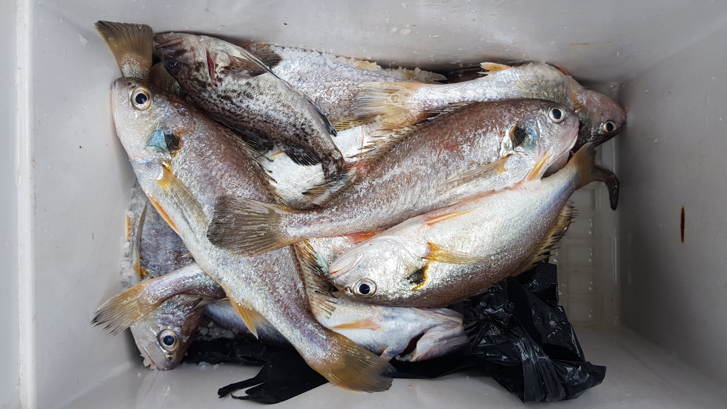 *** 왕대박*** 이벤트 홍원항  (요포선단) 장진호 7월18일 황금빛 부서&백조기 조황입니다!!