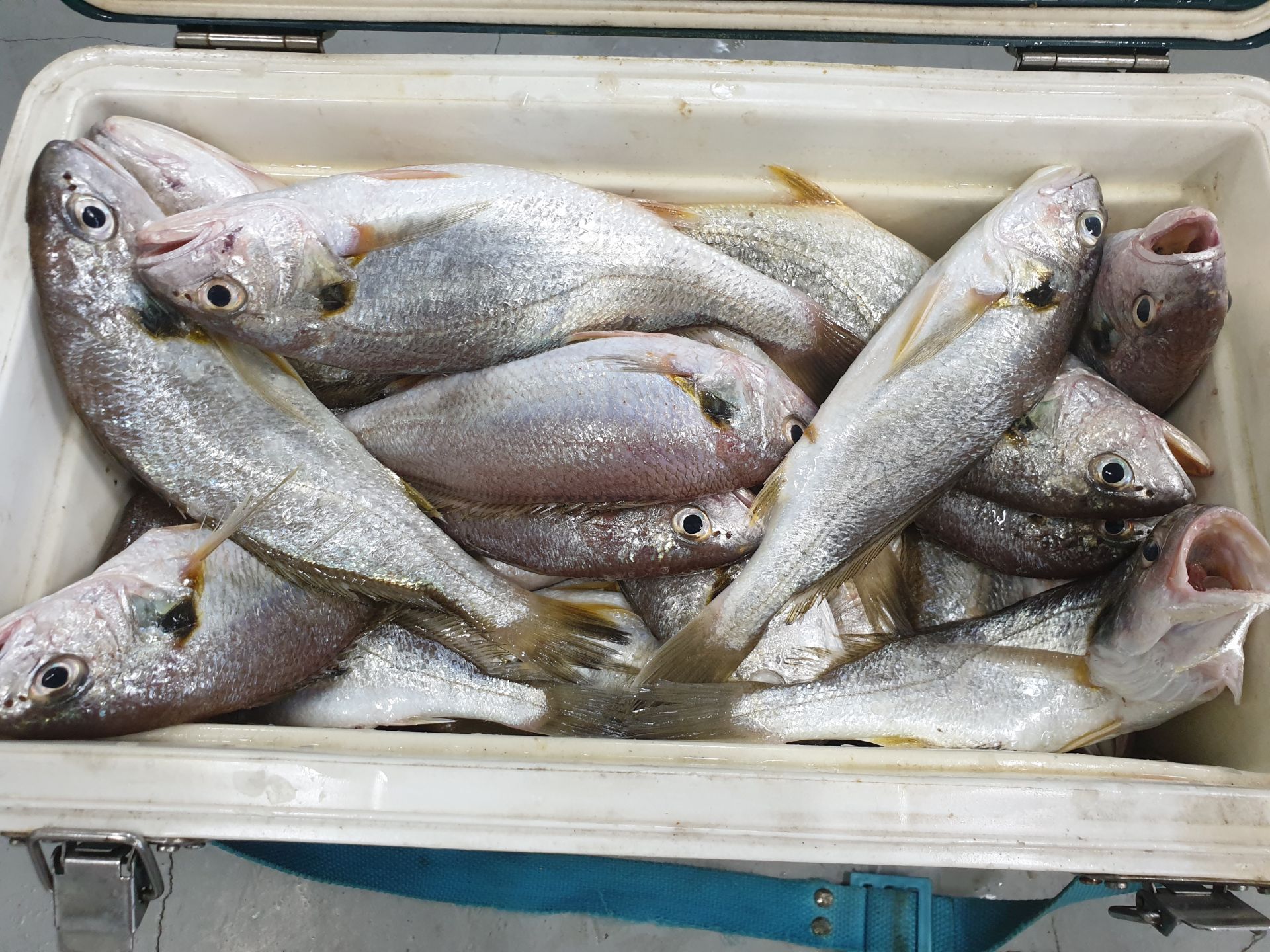 *** 왕~대박*** 이벤트 홍원항 (요포선단) ~제1선단~장진호 선장님과 본점주 오전 3시간 짬낚 조황!!