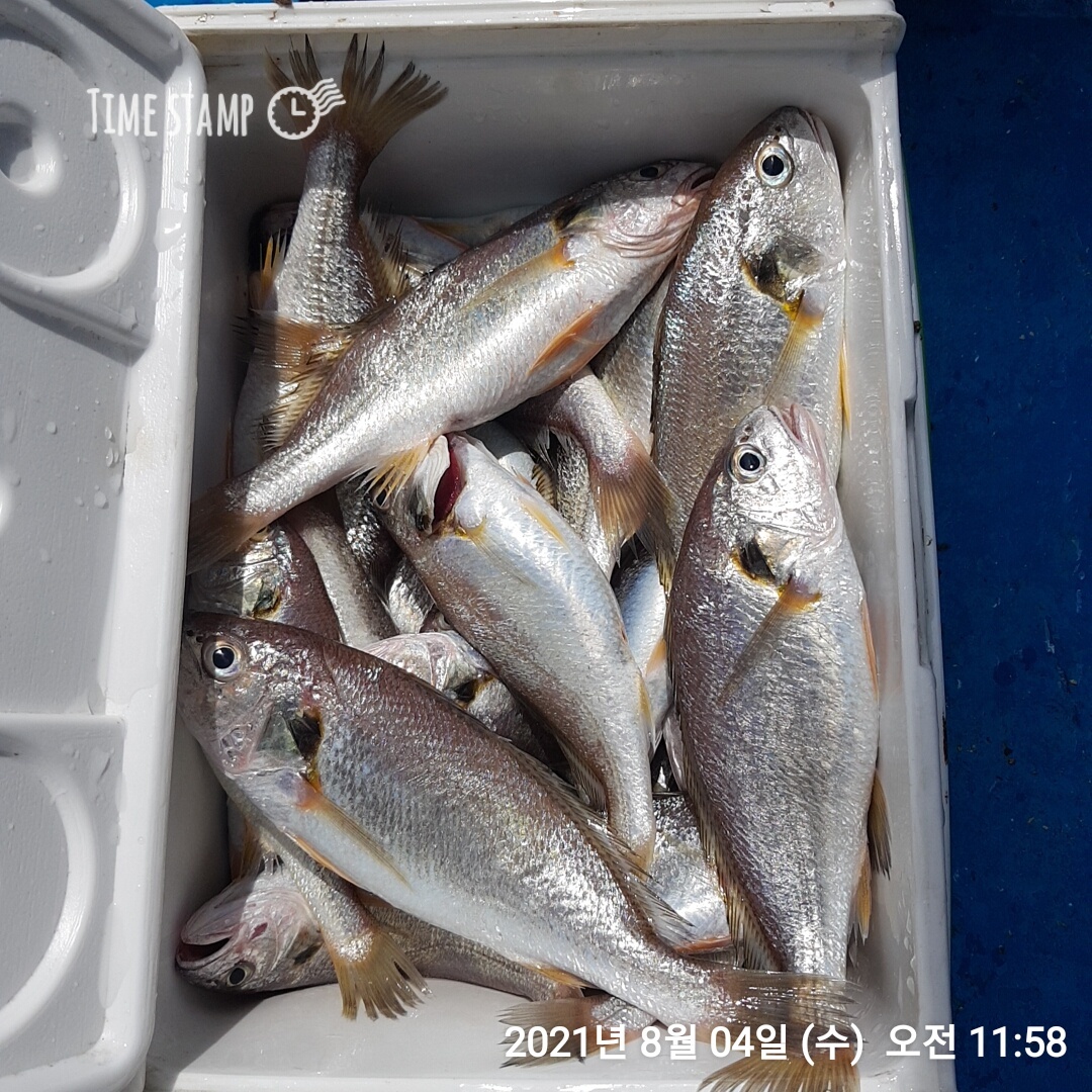 ***왕~대박*** 이벤트 홍원항 (요포선단) ~제1선단~ 장진호 선장님 1인 2시간 짬낚 조황입니다!!