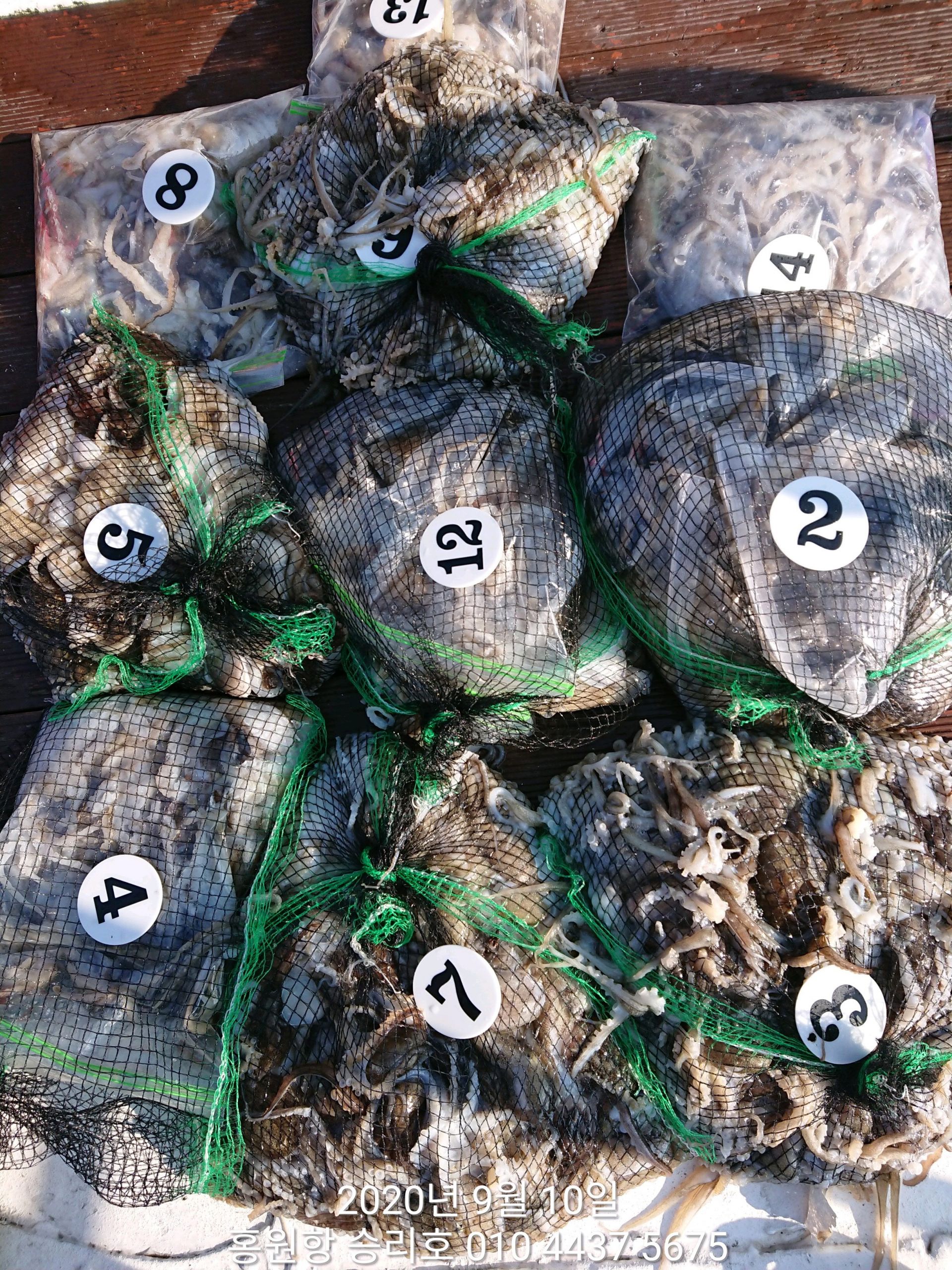 ***쭈꾸미*** 낚시의 (원조) 홍원항 요포선단 ~~쭈꾸미&갑오징어 출조 예약 접수중!!