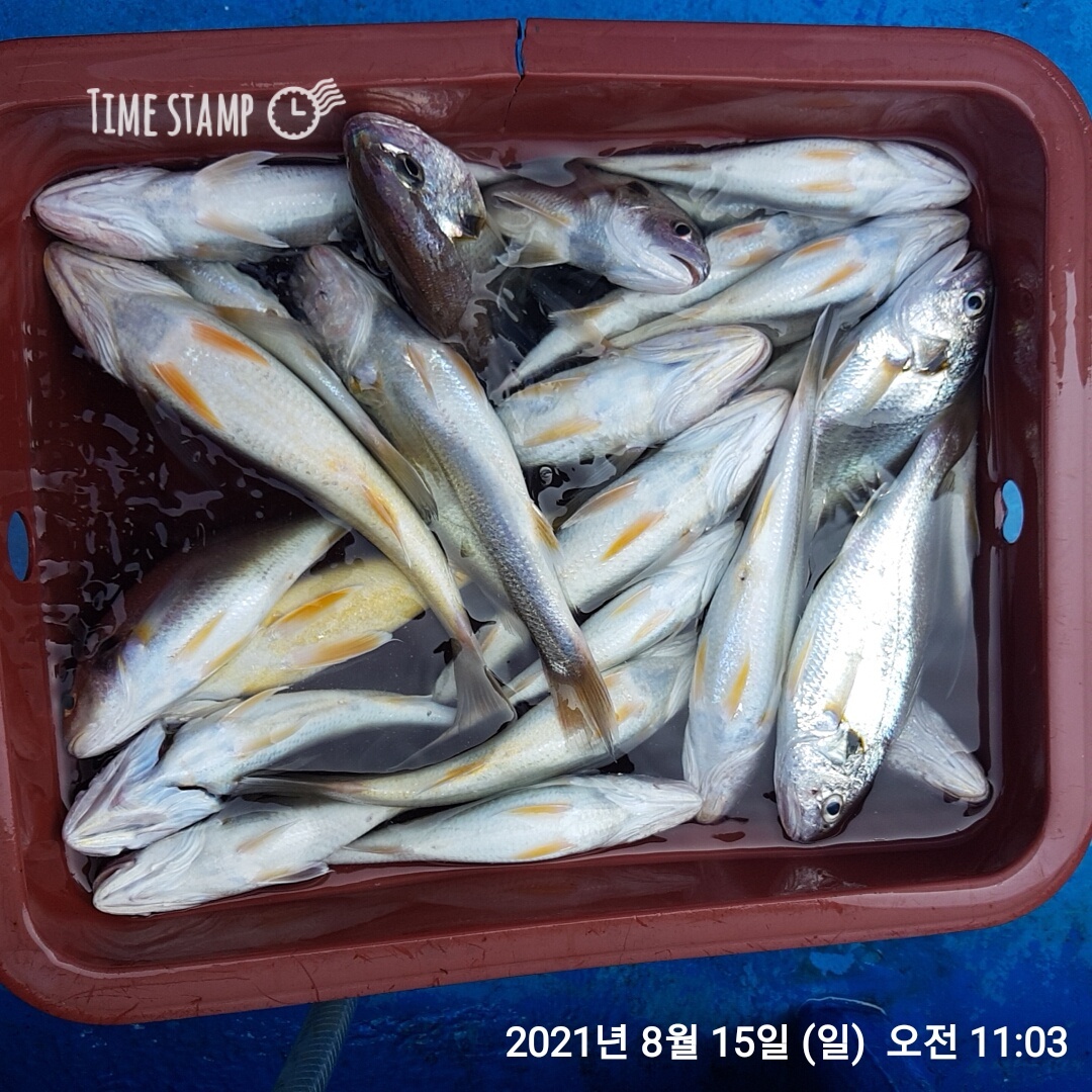 ***왕~대박*** 이벤트 홍원항 (요포선단) ~제1선단~ 장진호 선장님 1인 2시간 짬낚 조황입니다!!