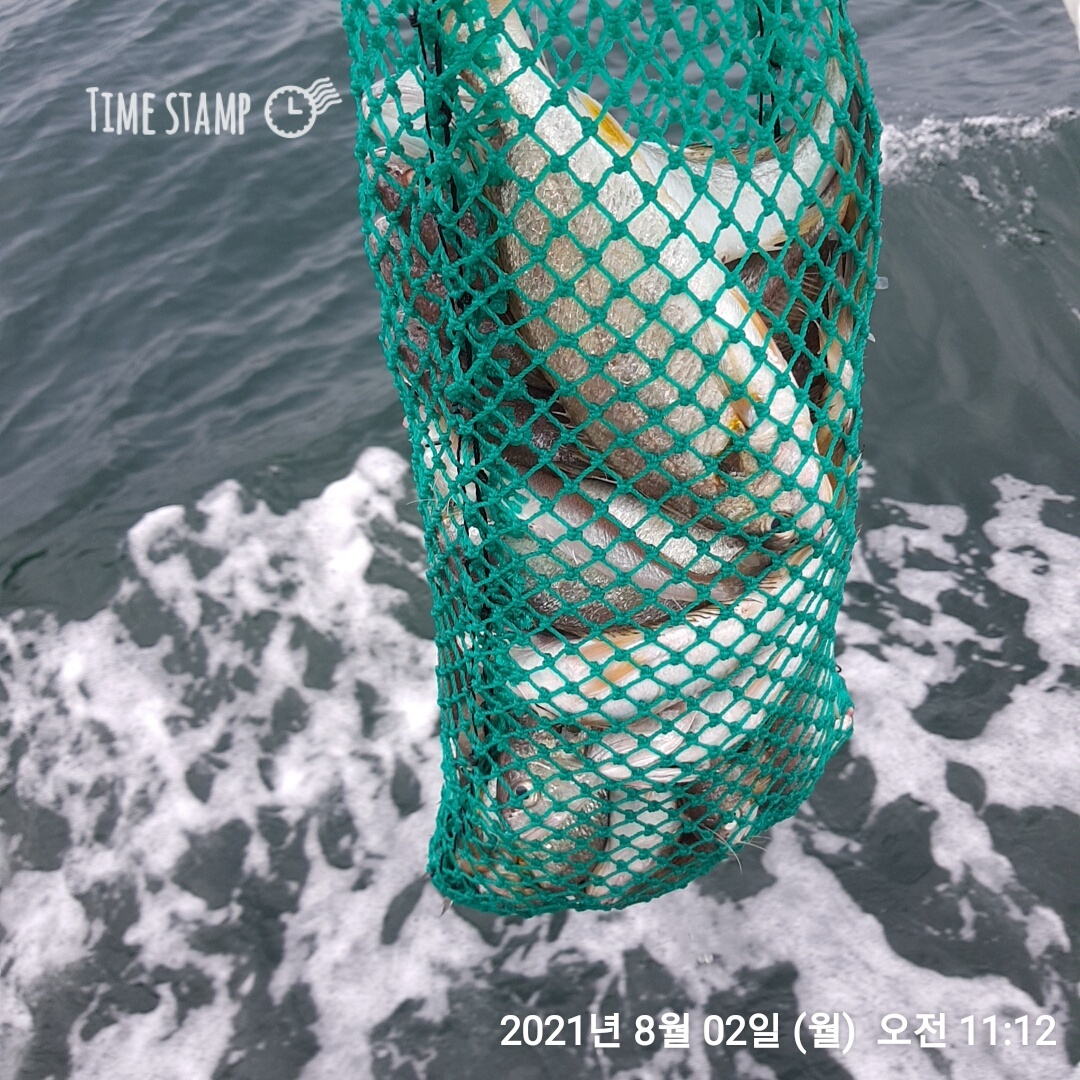 ***왕~대박*** 이벤트 홍원항 (요포선단) 장진호 8월2일 김선장님 오전 짬낚 조황입니다!!