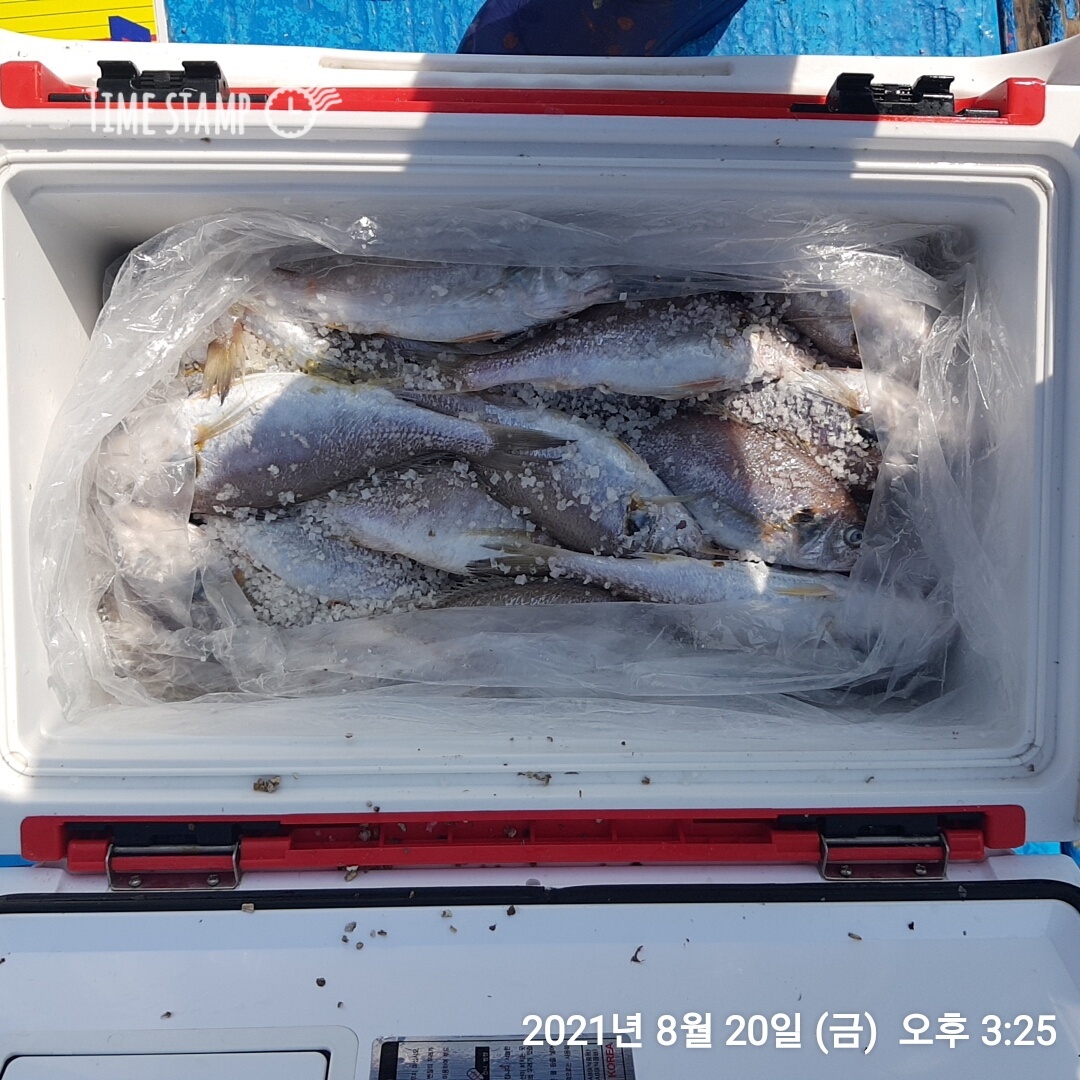 *왕~대박* 이벤트  (요포선단) 제1선단 장진호 8/20   부여에서오신 단골 조사 부부 황제낚시 조황!!