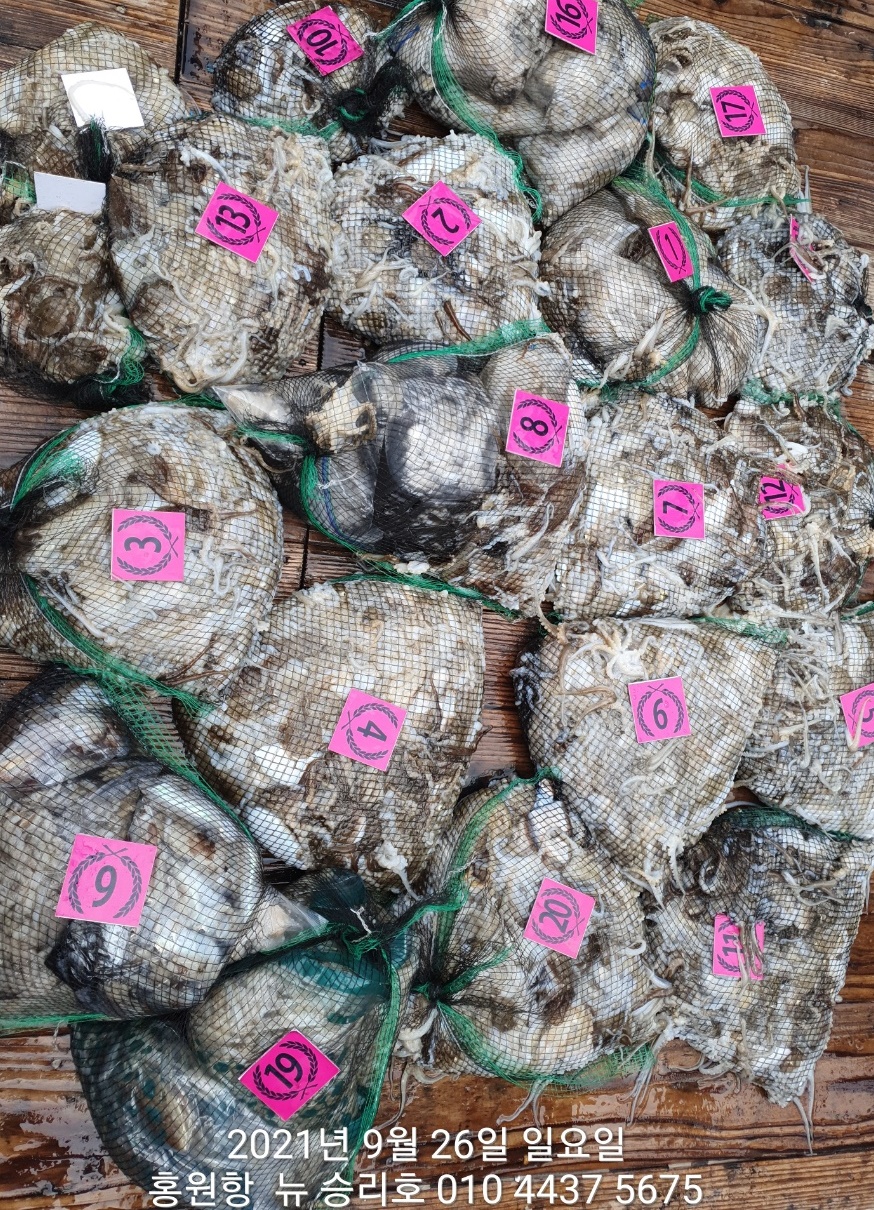 *쭈꾸미*낚시의 원조 (홍원항)요포선단 ^^위풍당당^^ 뉴~승리호 9/26 쭈꾸미&갑오징어 망태기 조황!!