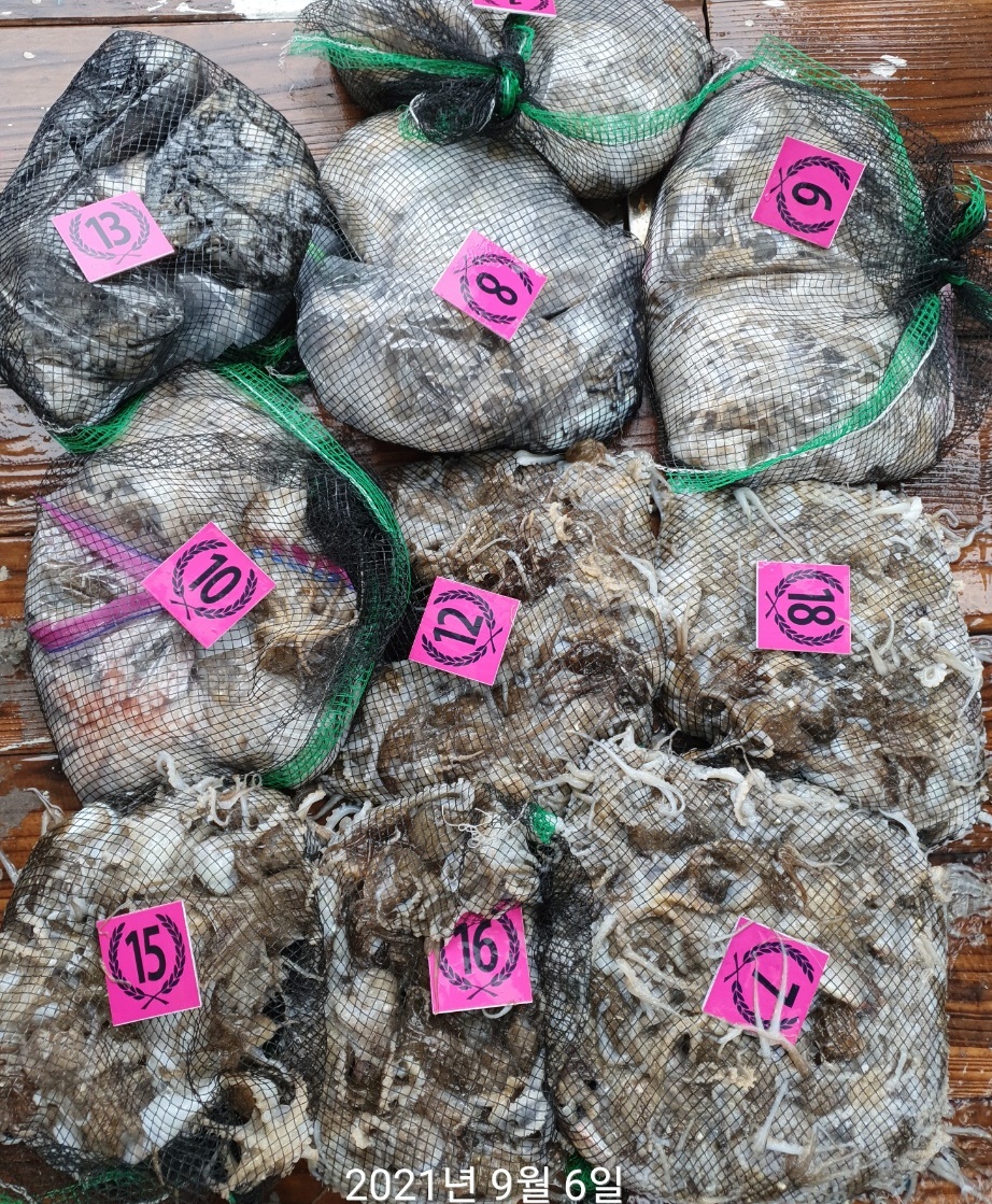 ^^위풍당당^^  홍원항  뉴~승리호 9월6일 우천속에서도 쭈꾸미&갑오징어 망태기는 풍~성~합니다!!