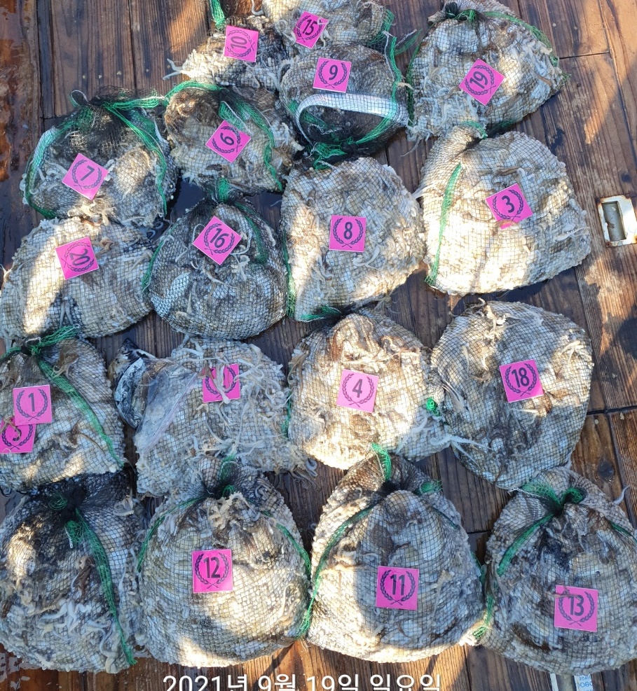 **쭈꾸미**낚시의 (원조) 홍원항 요포선단 ^^위풍당당^^ 뉴~승리호 9/19 완~벽~한 망태기 조황!!