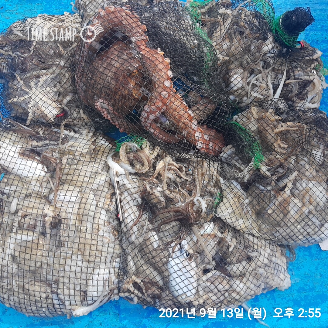 9월13일 요포낚시 장진호 조황정보