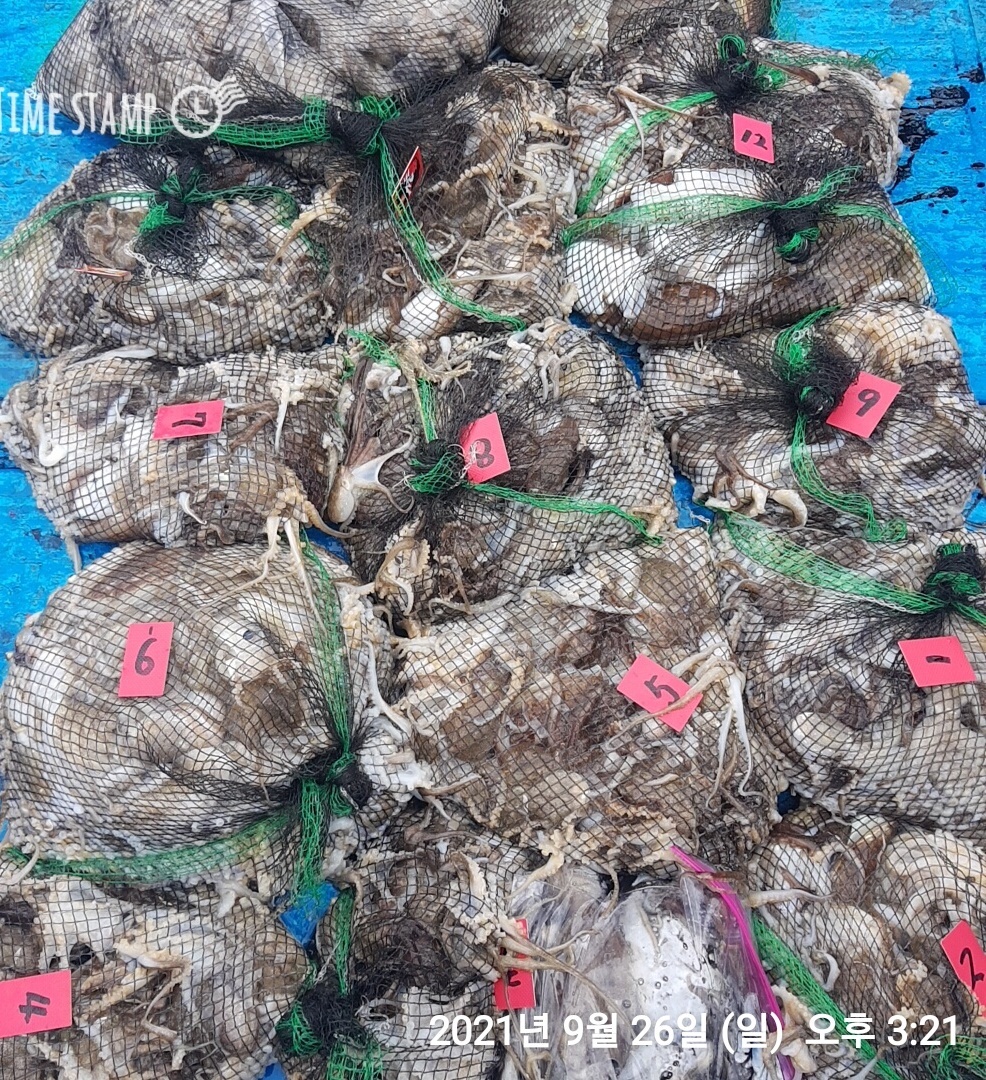 **쭈꾸미** 낚시의 원조 ((홍원항)) 요포낚시 ~제1선단~장진호 9월26일 쭈꾸미&갑오징어 조황입니다!!