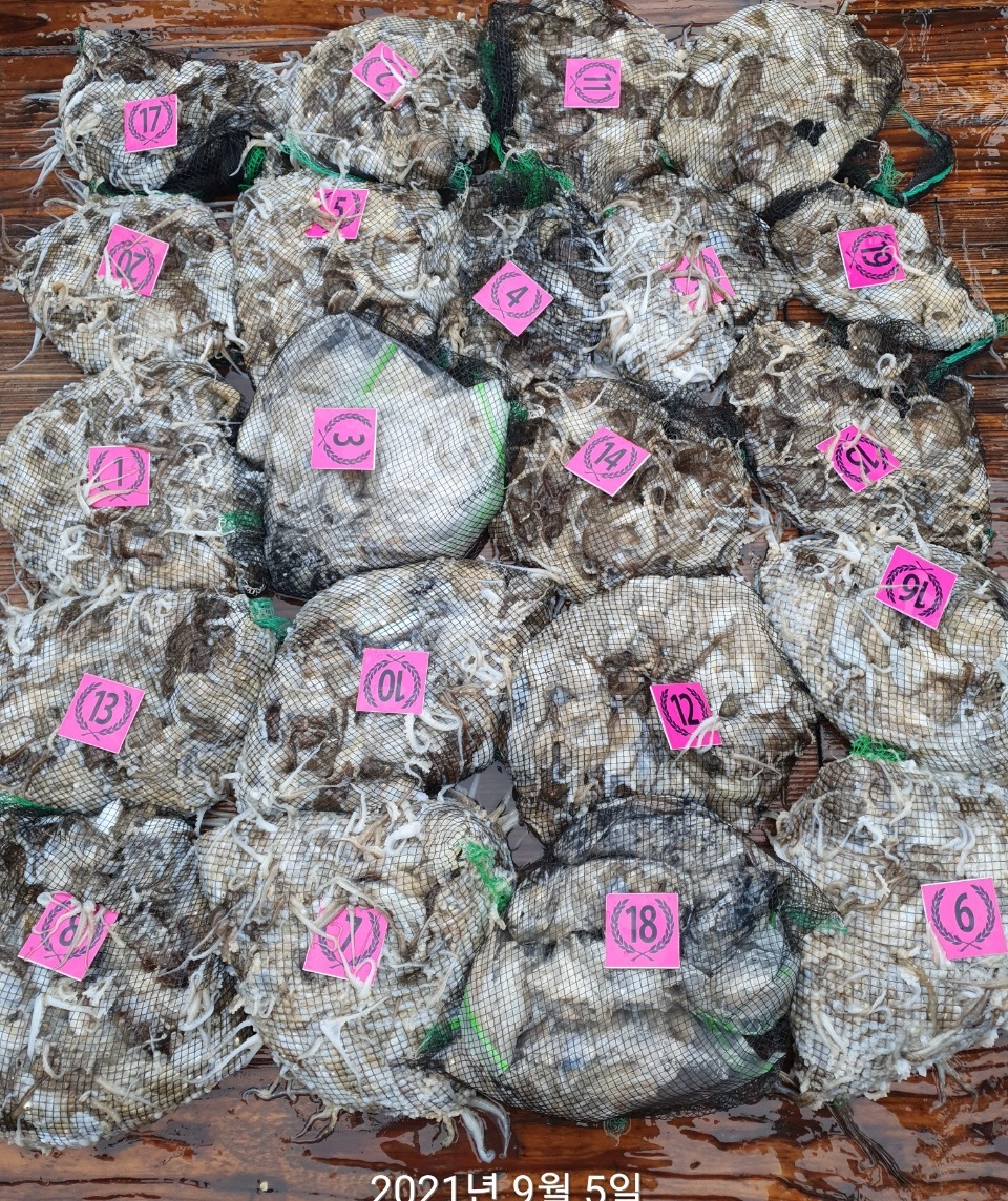 9월5일 (홍원항)요포낚시 ^^위풍당당^^(뉴~승리호)) 쭈꾸미&갑오징어 망태기는 완~벽~한 조황입니다!!