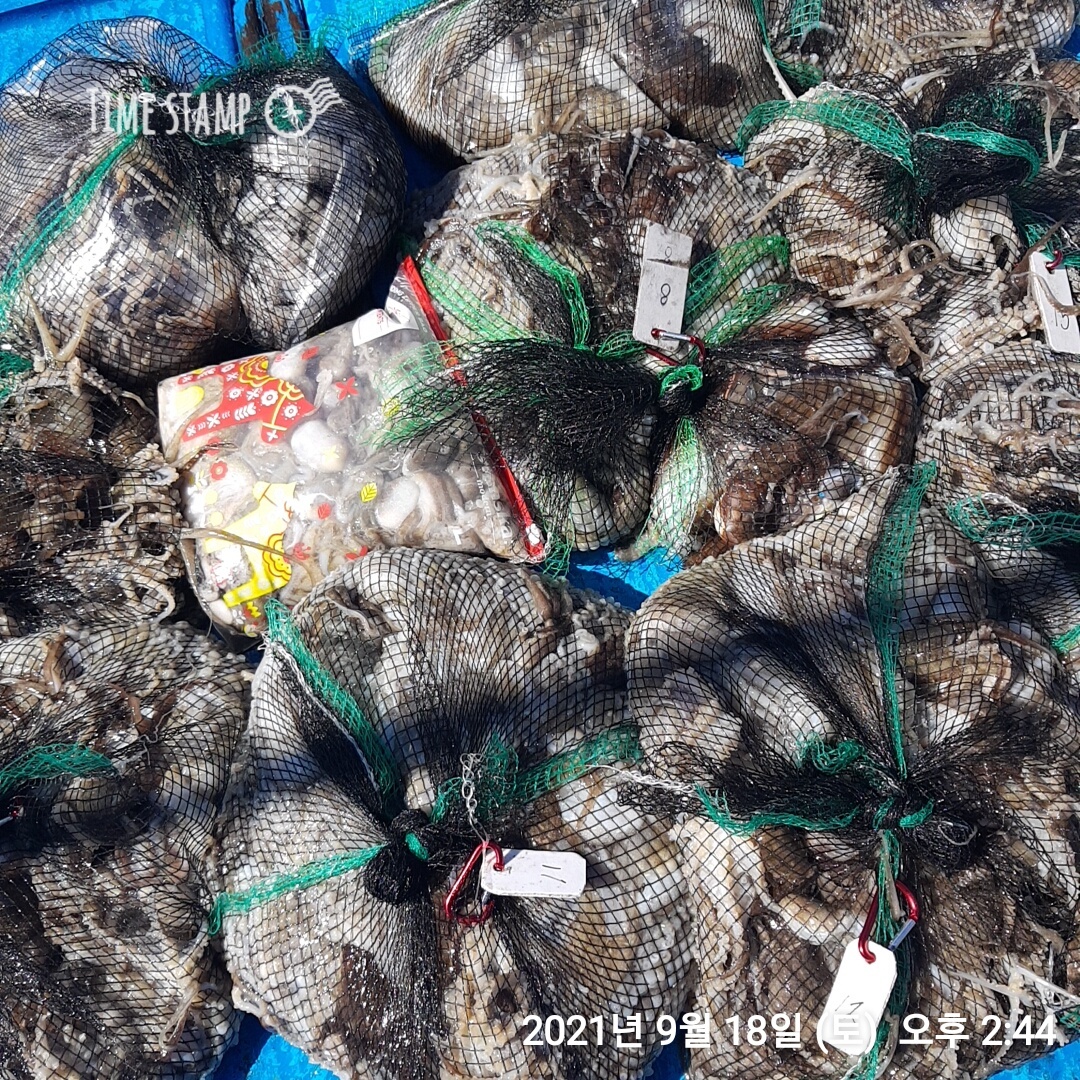*쭈꾸미* 낚시의 원조 (홍원항) 요포선단 ~제1선단~(장진호) 9월18일  갑오징어& 쭈꾸미 조황입니다!!