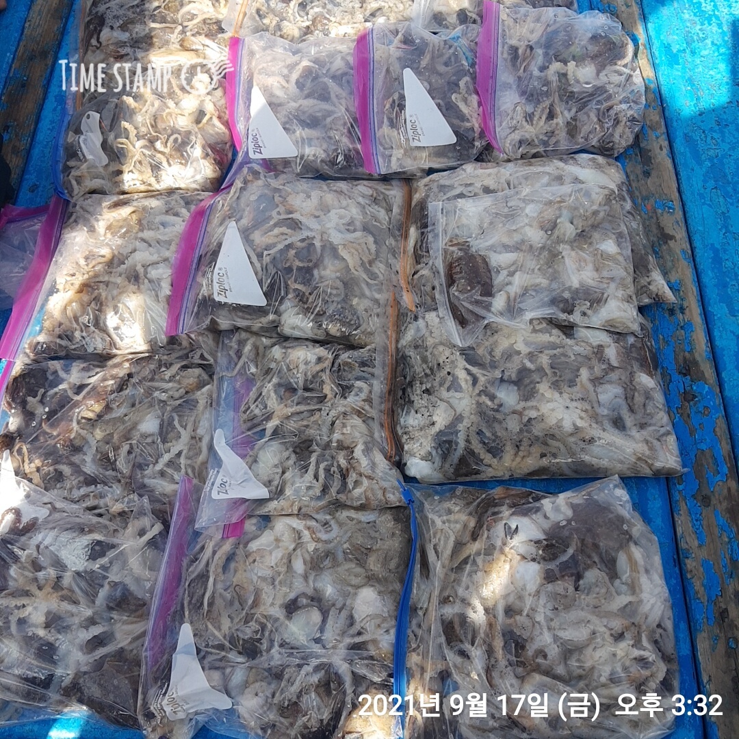 ***쭈꾸미*** 낚시의 원조 ((홍원항)) 요포선단 ~장진호~ 9월17일  갑오징어& 쭈꾸미 조황입니다!!