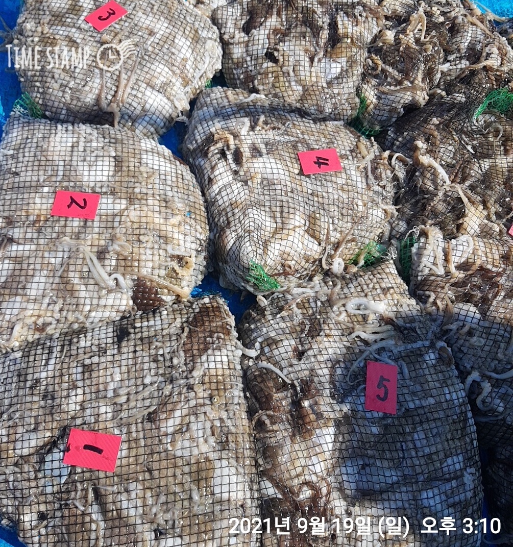 *쭈꾸미* 낚시의 (원조) 홍원항   요포낚시~제1선단~장진호  빵~빵~한 망태기 조황!!