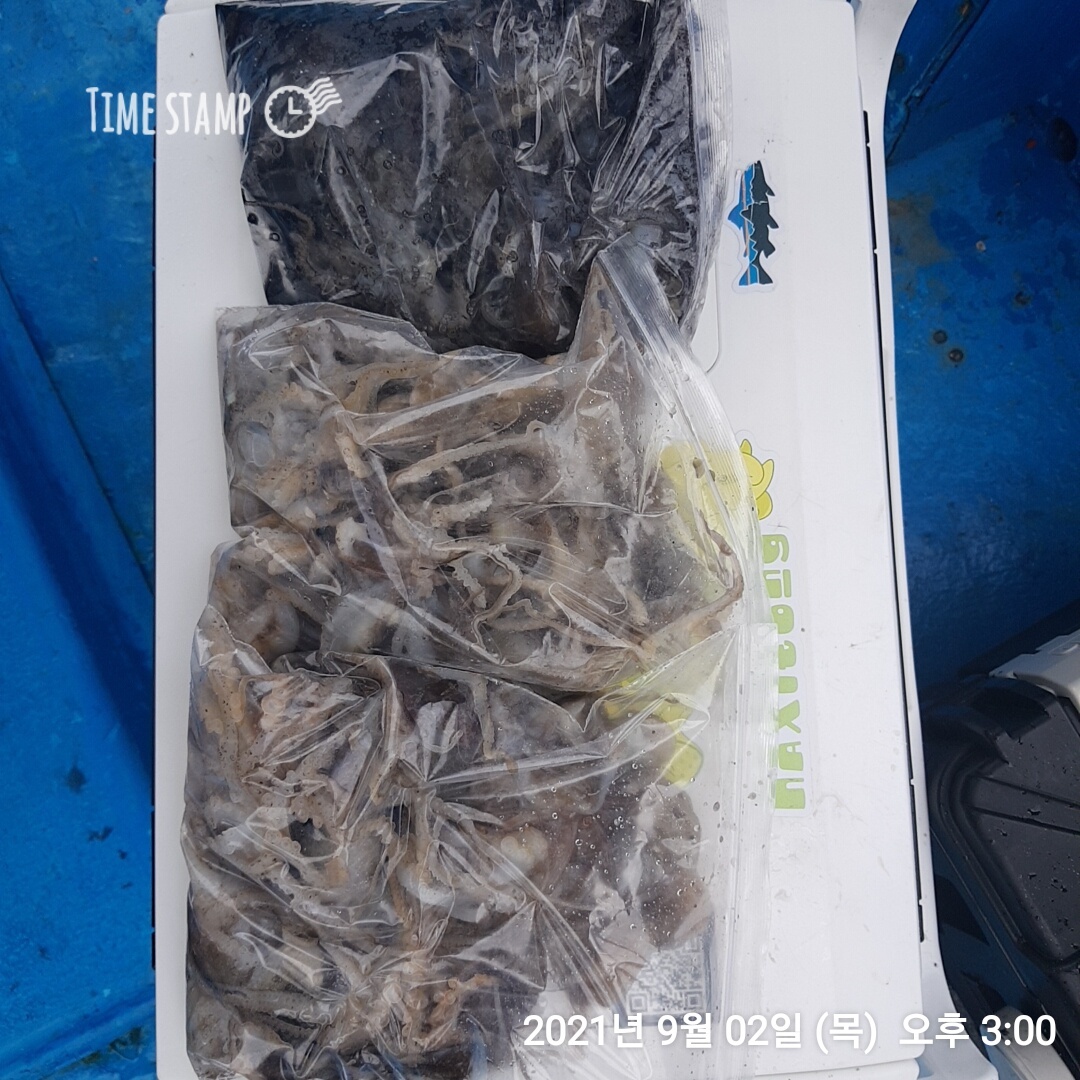 ***쭈꾸미*** 낚시의 원조 ((홍원항)) 요포선단 ~장진호~ 9월2일  갑오징어& 쭈꾸미 조황입니다!!