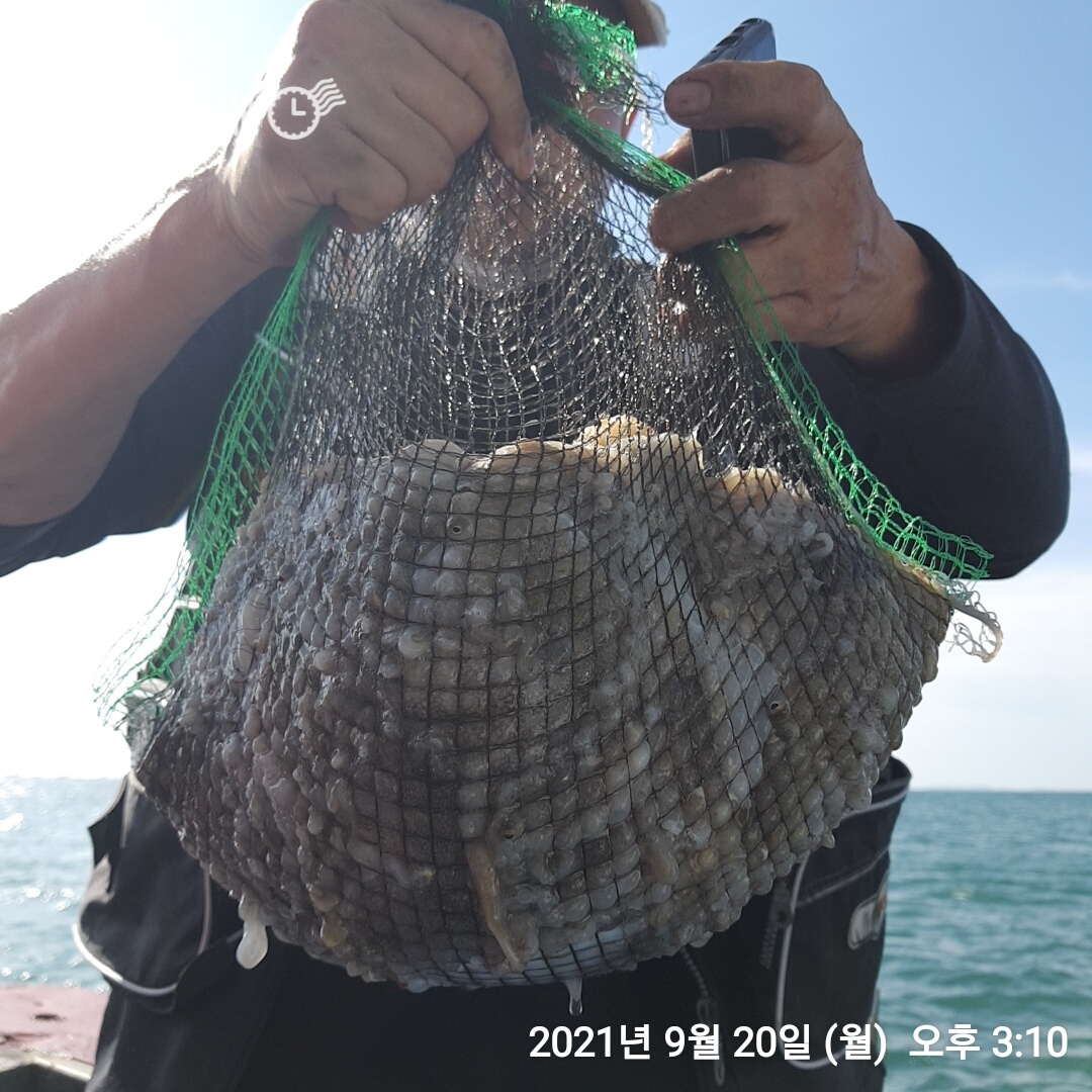 ***쭈꾸미*** 낚시의 원조 ((홍원항)) 요포선단 ~제1선단~장진호  9/20 쭈&갑 조황!!