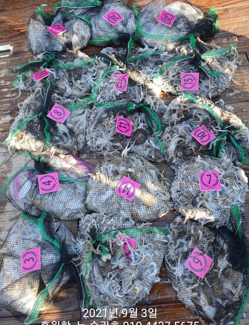 *쭈꾸미* 낚시의 원조 (홍원항) 요포선단^위풍당당^ 뉴~승리호 9월3일 쭈꾸미&갑오징어 망탱이 조황!!