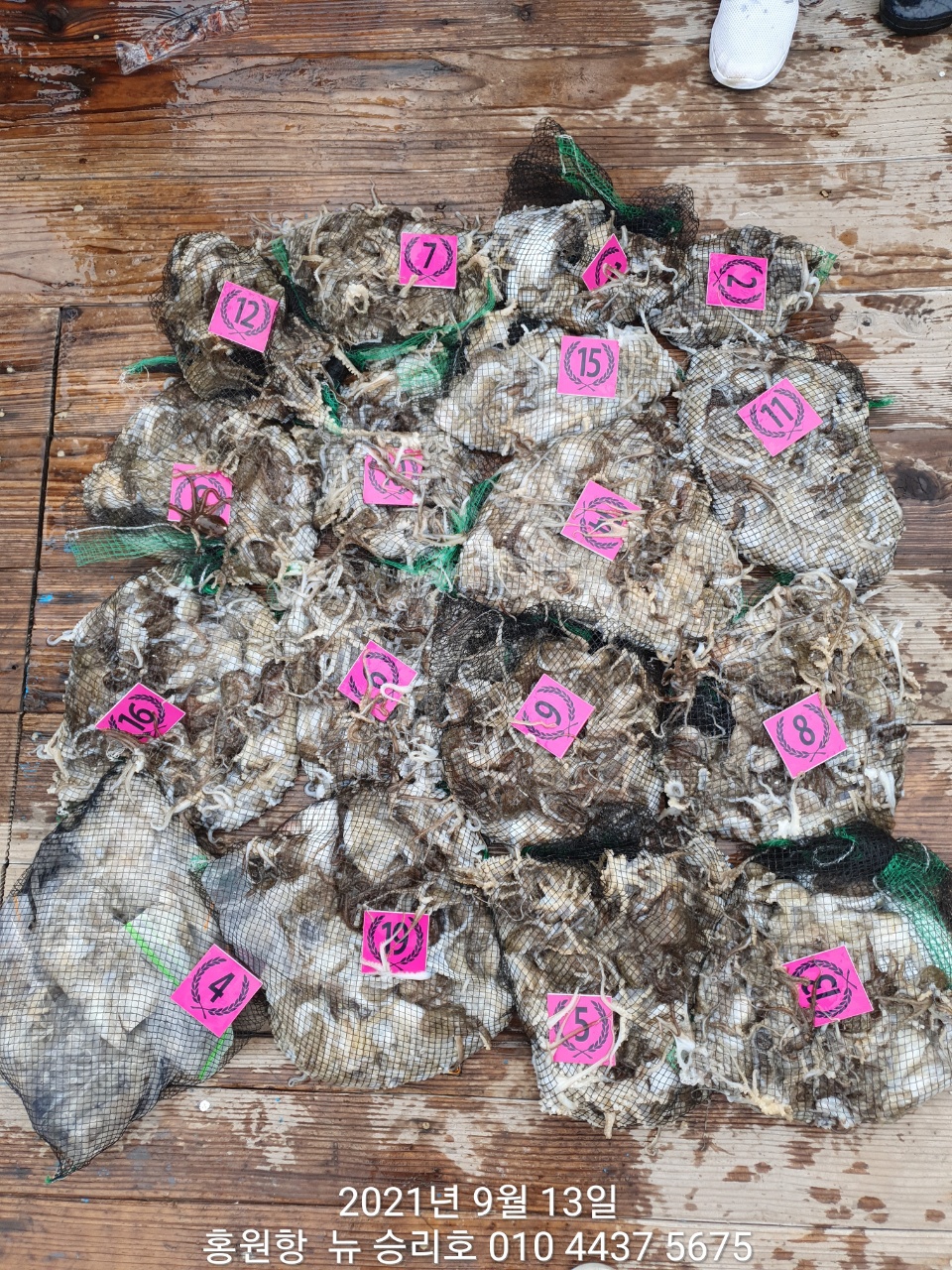 9월13일 요포낚시 승리호 조황정보