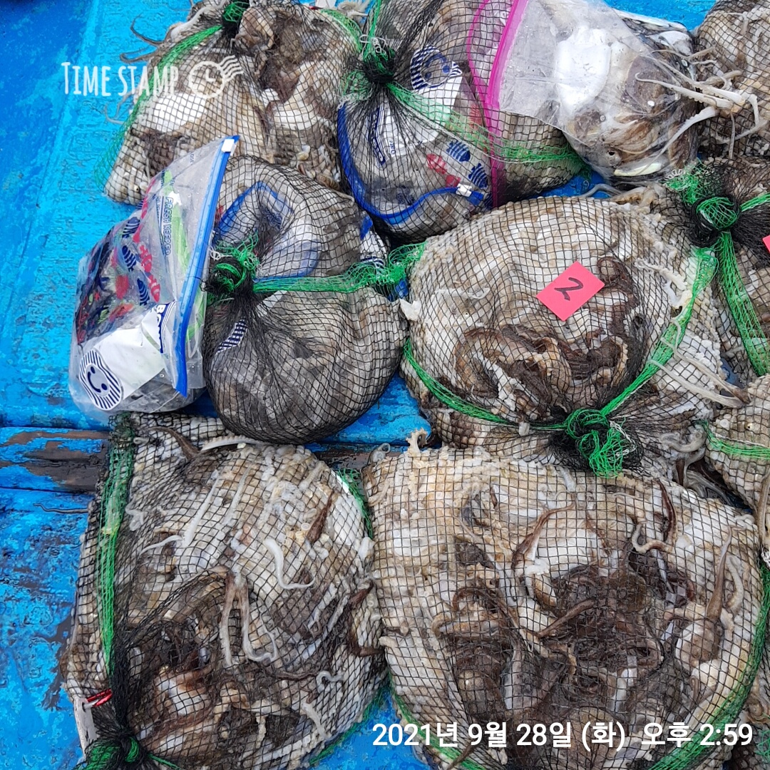 9월 28일 장진호 쭈꾸미 갑오징어 조황
