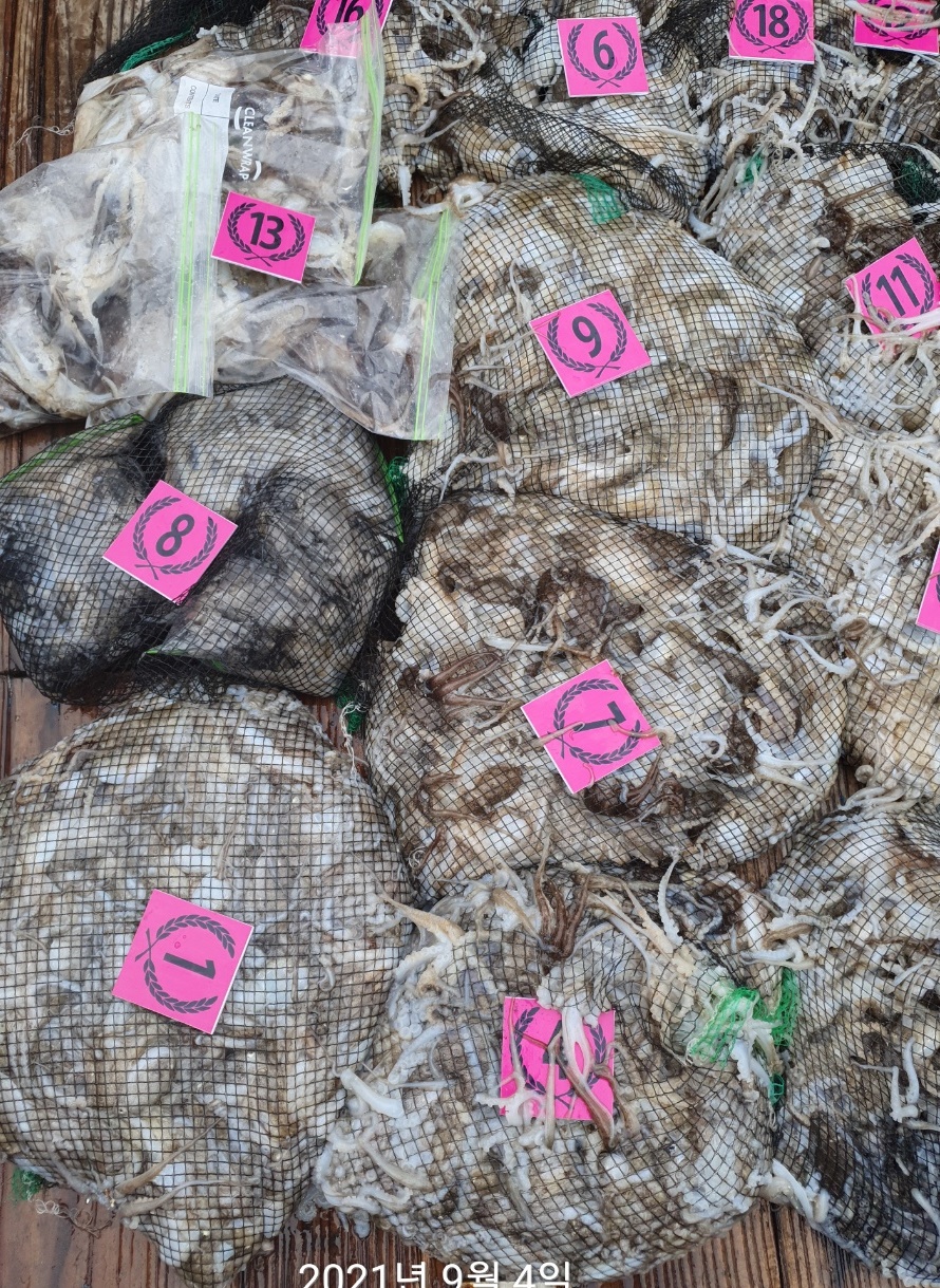 ****홍원항****요포선단 ^^위풍당당^^ 뉴~승리호 9월4일 쭈꾸미&갑오징어 빵~빵~한 망태기조황!!황