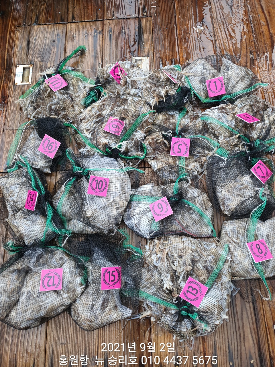 ***쭈꾸미***낚시의 (원조) 홍원항  요포선단 뉴~승리호 9/2일 쭈꾸미&갑오징어 망태기 조황!!