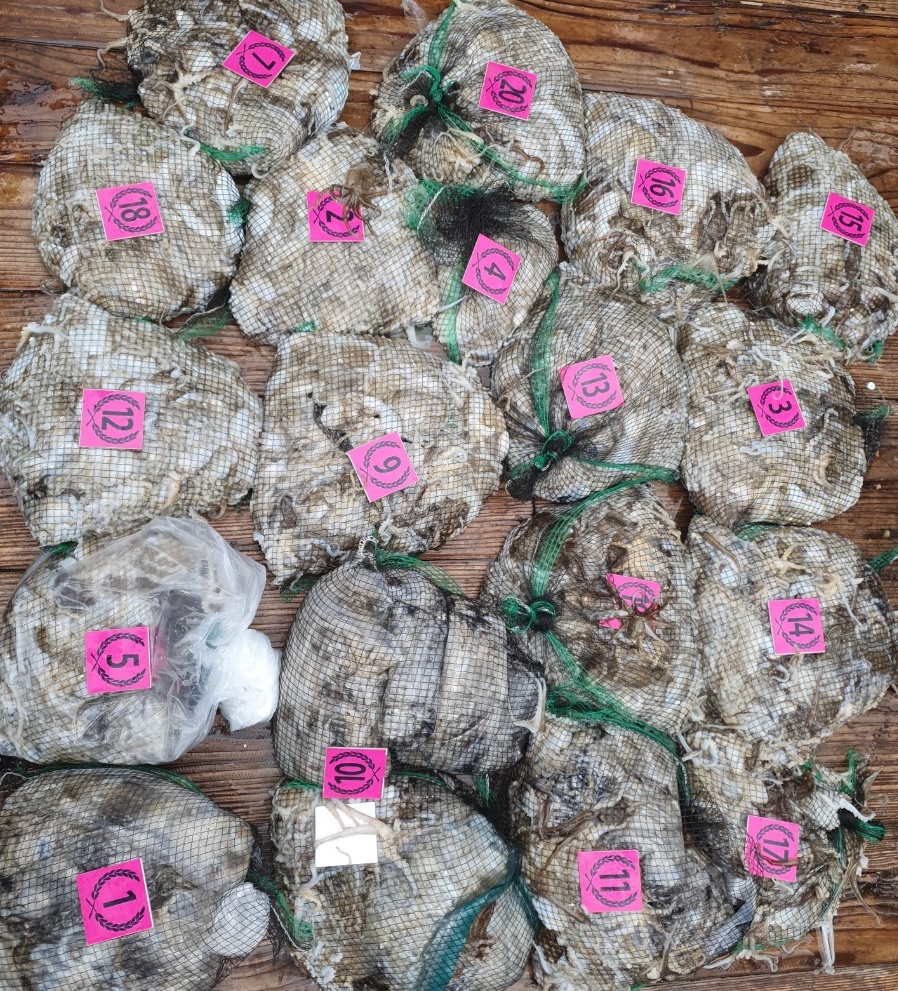 ***쭈꾸미*** 낚시의 원조 ((홍원항)) 요포선단 ^위풍당당^ 뉴~승리호 쭈꾸미&갑오징어 망탱이 조황!!