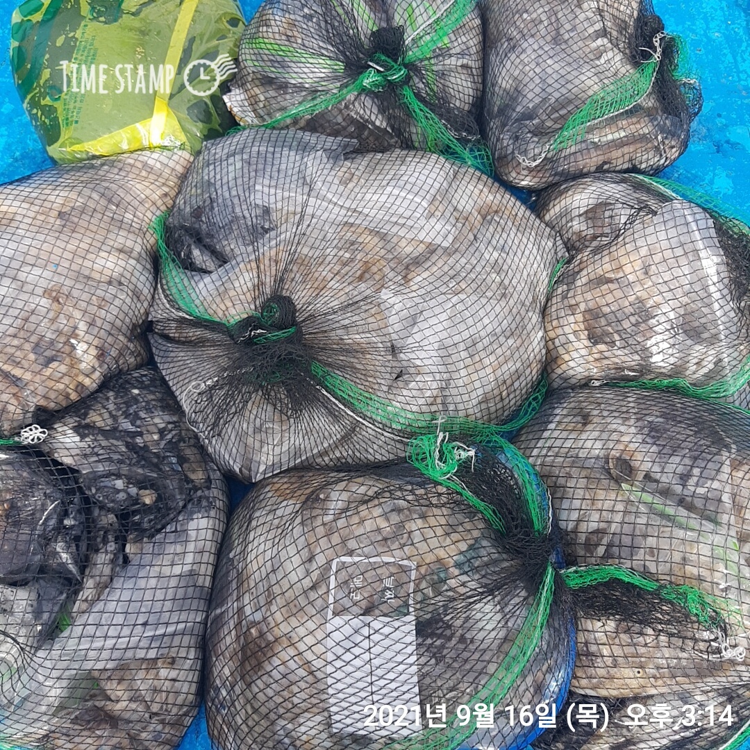 *쭈꾸미*낚시의 원조 ((홍원항))요포선단 ~제1선단~ (장진호)9월16일  갑오징어& 쭈꾸미 조황입니다!!