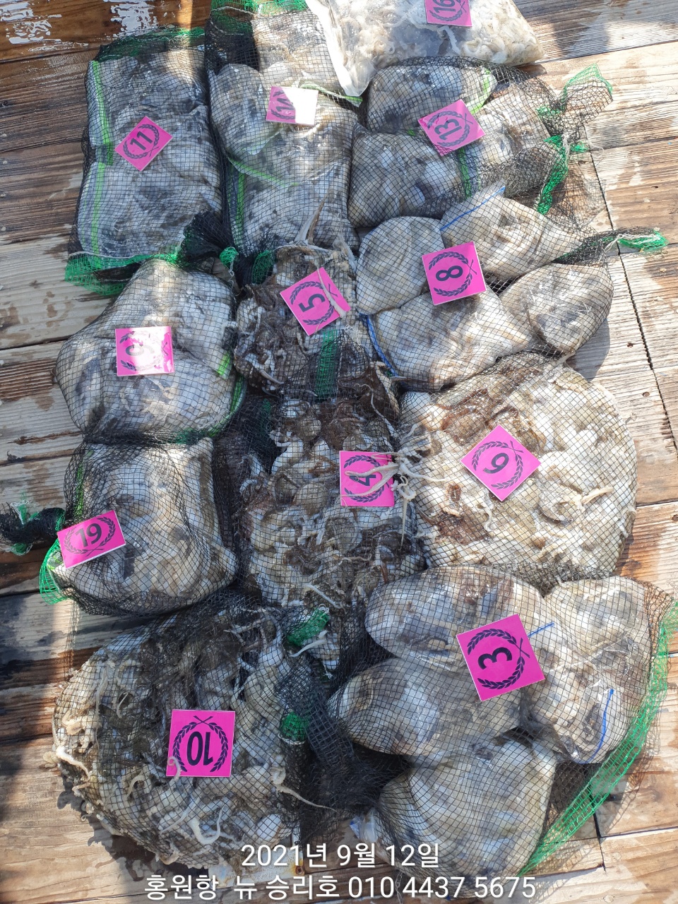 9월12일 승리호 조황정보