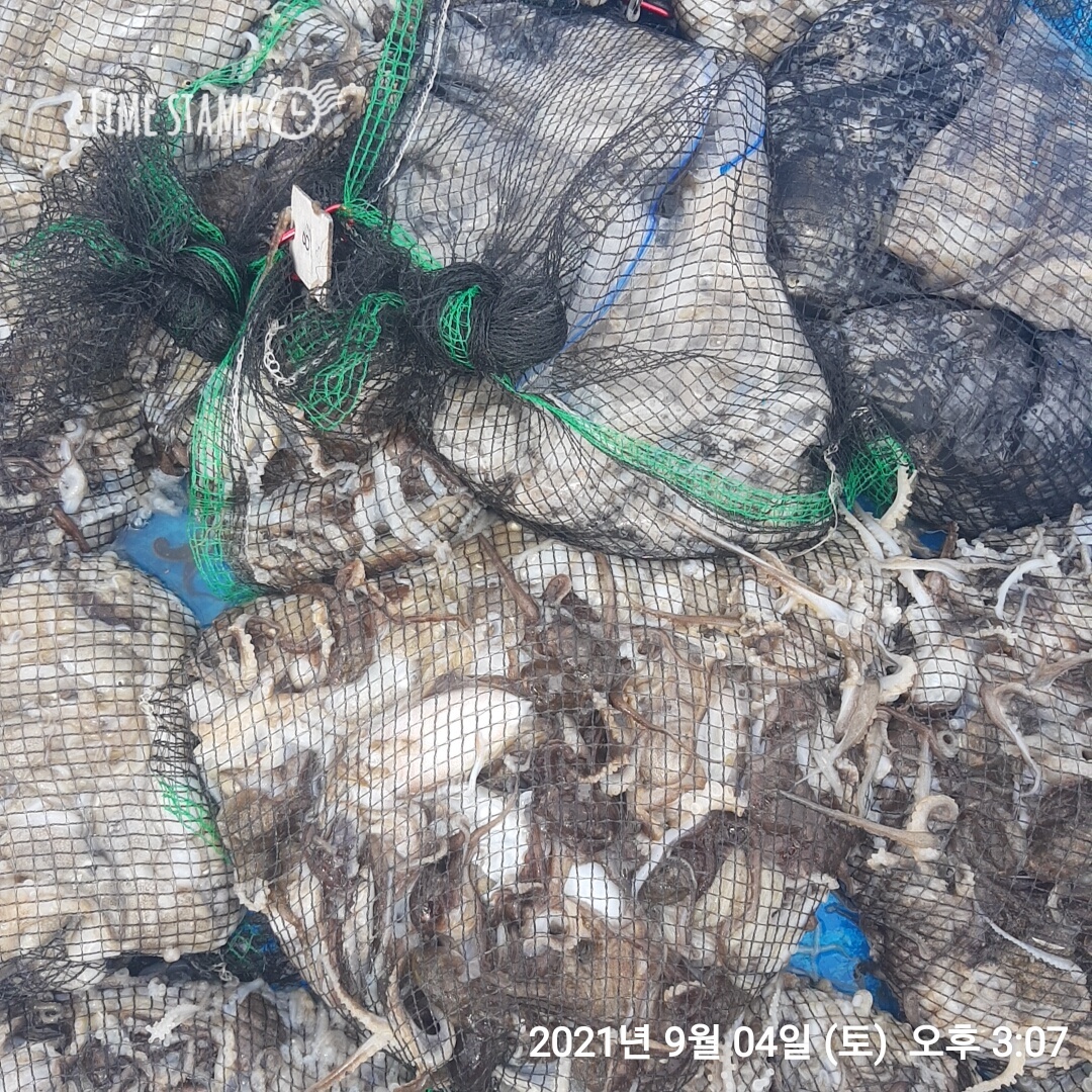 9월4일 홍원항 (요포선단) ~제1선단~ 장진호  *쭈꾸미&갑오징어* 만~족~한 망테기 조황!!