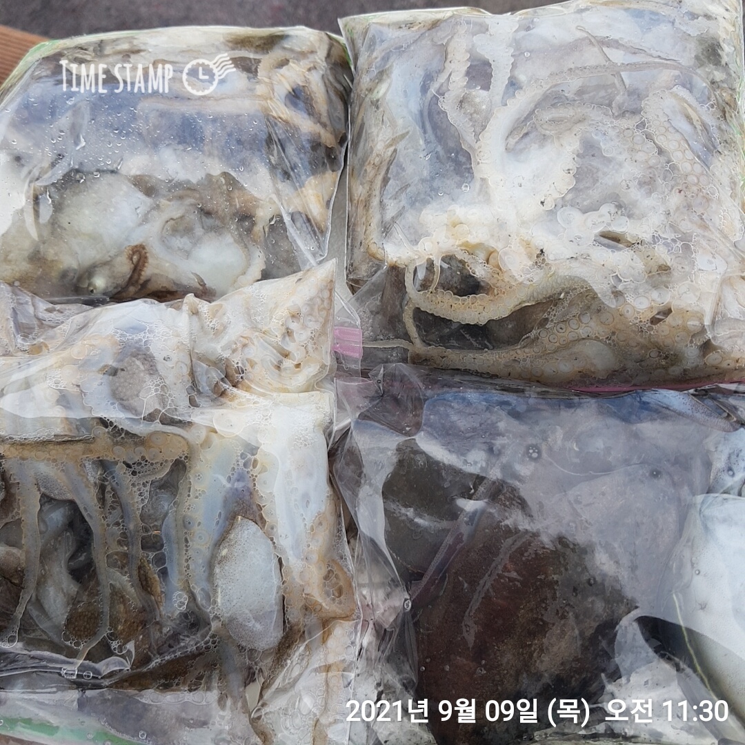 ***쭈꾸미** 낚시의 원조 ((홍원항)) ~장진호~ 9/9 선장님 1인 짬낚 조황입니다!!