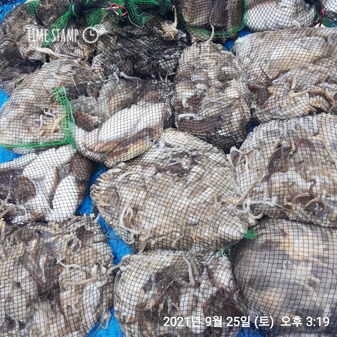 ***쭈꾸미** 낚시의 원조 ((홍원항))요포낚시~제1선단~ 장진호 9/25 쭈꾸미&갑오징어 망태기 조황!!