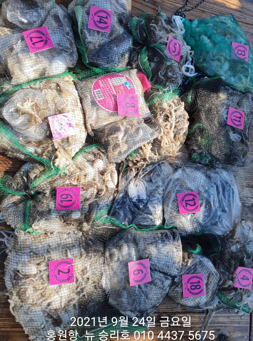 *쭈꾸미* 낚시의 원조(홍원항) 요포선단 ^위풍당당^ 뉴~승리호9월24일 쭈꾸미&갑오징어 망탱이 조황!!