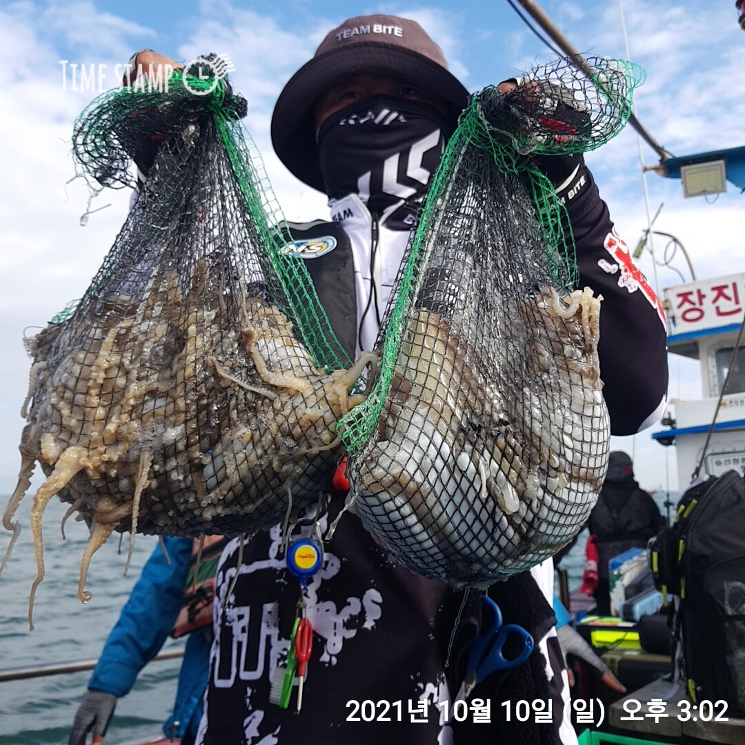 *쭈꾸미* 낚시의 원조 ((홍원항)) 요포선단 ~제1선단~장진호 9/10  갑오징어& 쭈꾸미 조황입니다!!