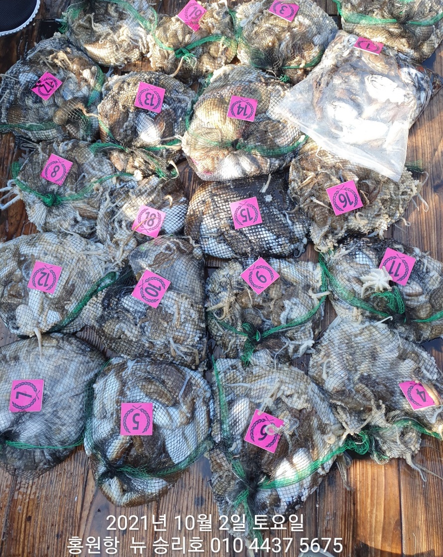 *쭈꾸미* 낚시의 원조 (홍원항) 요포선단 ^위풍당당^^뉴~승리호 10월2일 쭈꾸미&갑오징어 망탱이 조황!!