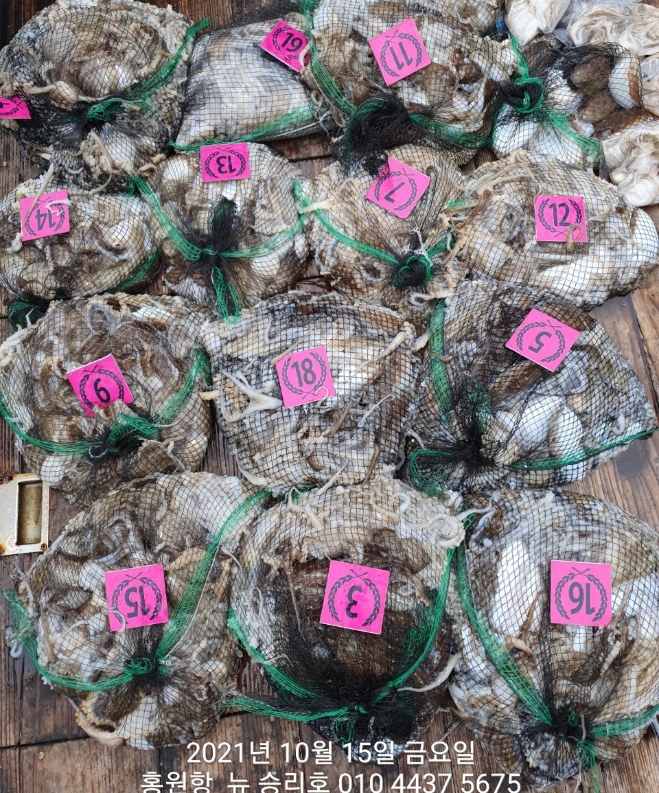 *쭈꾸미* 낚시의 원조 (홍원항) 요포선단 ^^위풍당당^^ 뉴~승리호 10/15 갑오징어&쭈꾸미 망탱이 조황