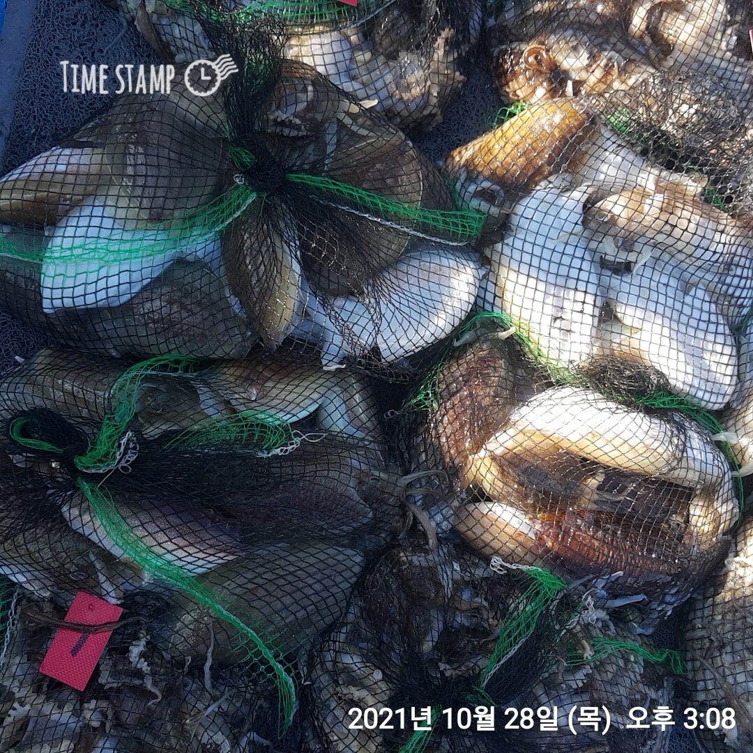 *쭈꾸미* 낚시의 원조 (홍원항)요포선단 ~제1선단~ 장진호 10월28일  갑오징어& 쭈꾸미 조황입니다!!