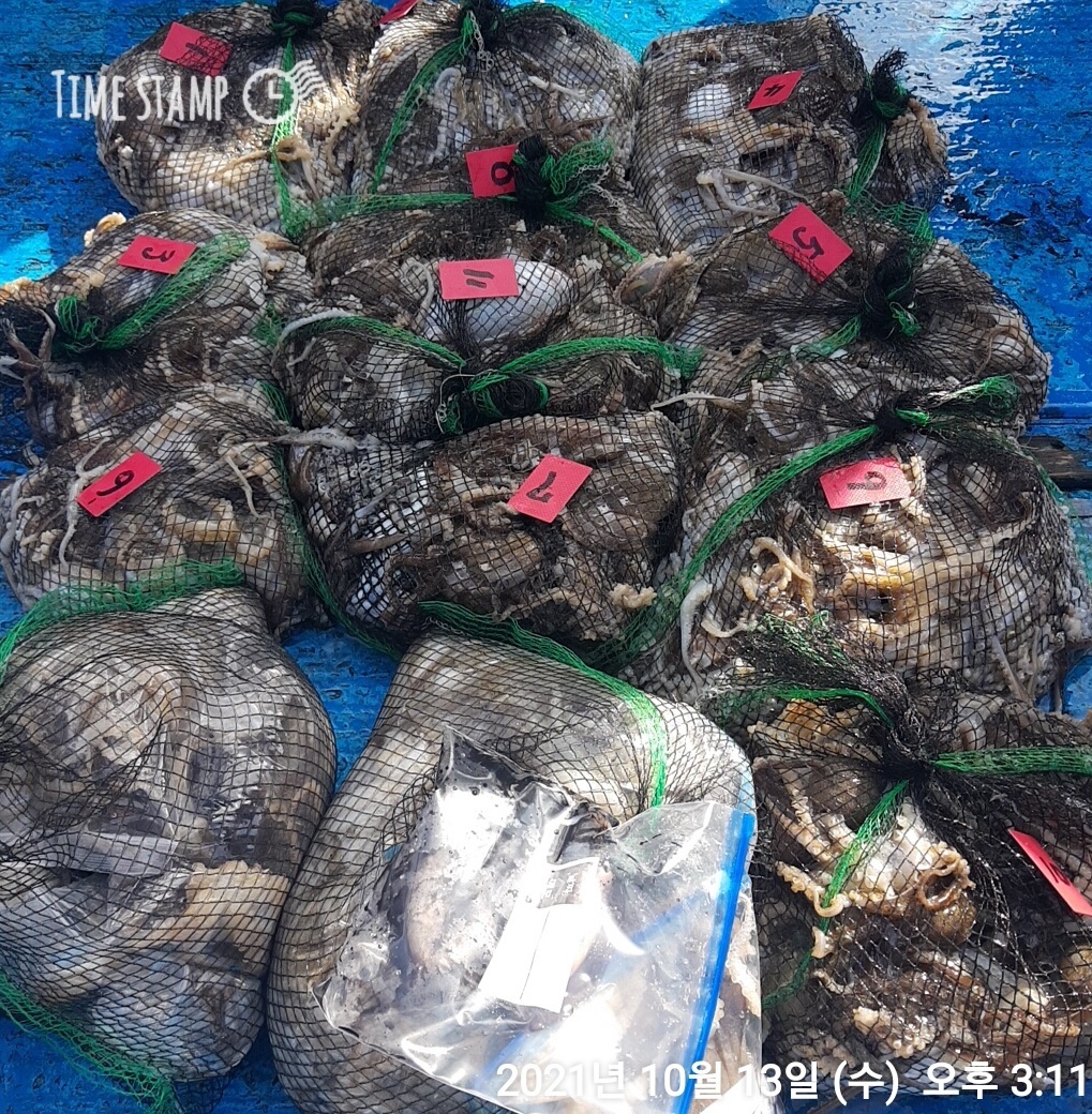 **쭈꾸미** 낚시의 원조 (홍원항) 요포선단 ~제1선단~장진호10월13일  갑오징어& 쭈꾸미 조황입니다!!