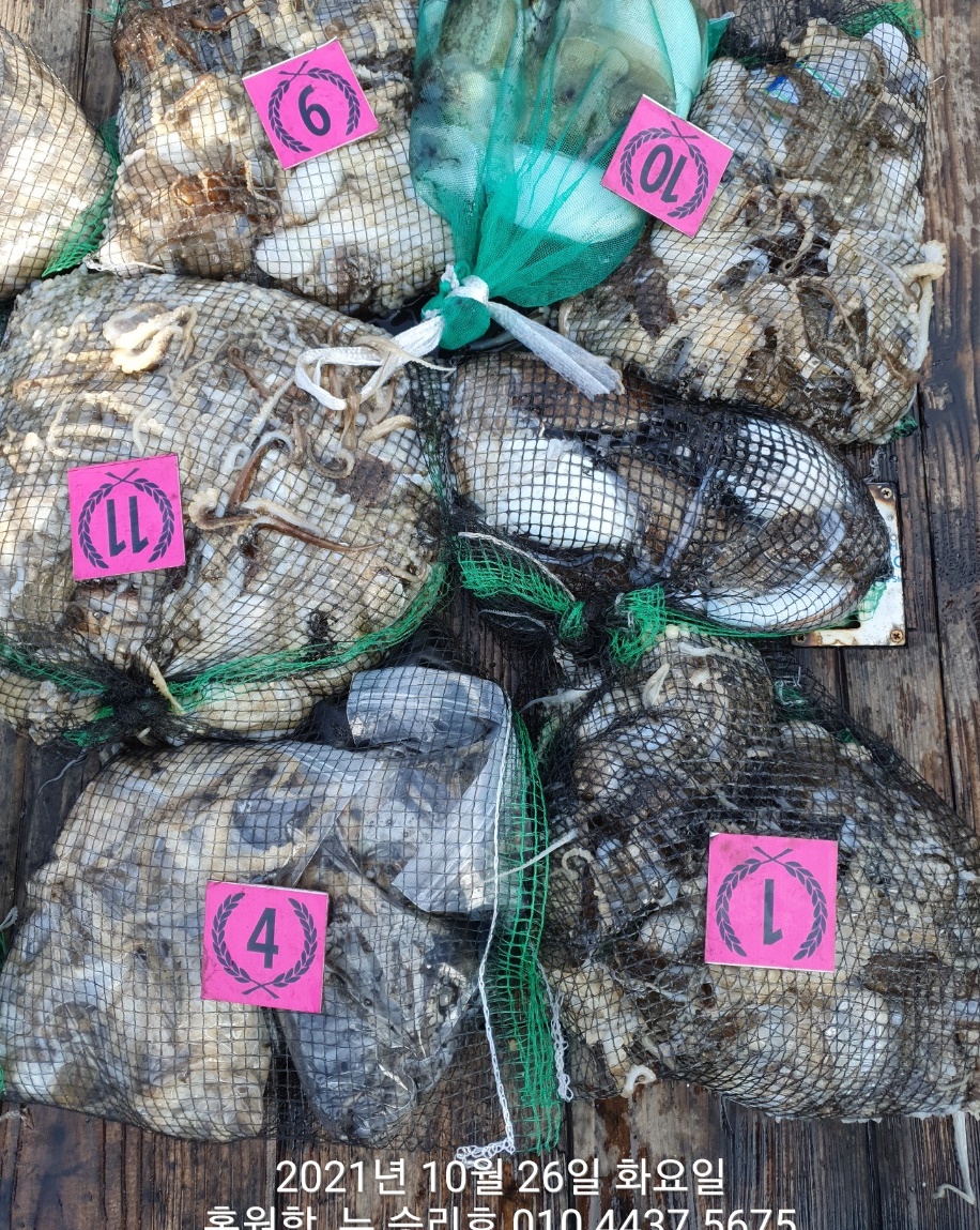 *쭈꾸미* 낚시의 원조 (홍원항) 요포선단 ^위풍당당^ 뉴~승리호 10/26 갑오징어&쭈꾸미 망태기 조황!!