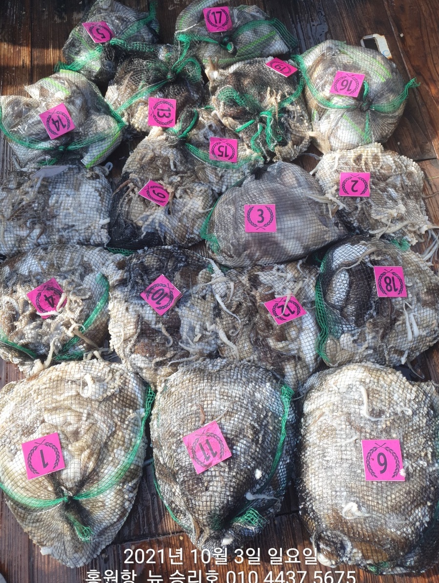 *쭈꾸미* 낚시의 원조 (홍원항)  요포선단^위풍당당^  뉴~승리호 10/3 쭈꾸미&갑오징어 망탱이 조황!!