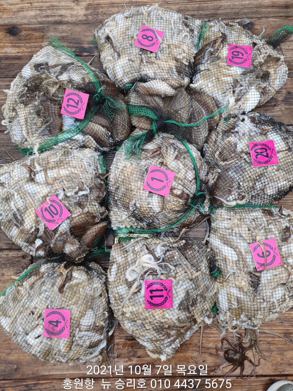 *쭈꾸미* 낚시의원조 (홍원항) 요포선단 ^위풍당당^ 뉴~승리호 10월7일 쭈꾸미&갑오징어 망탱이 조황!!