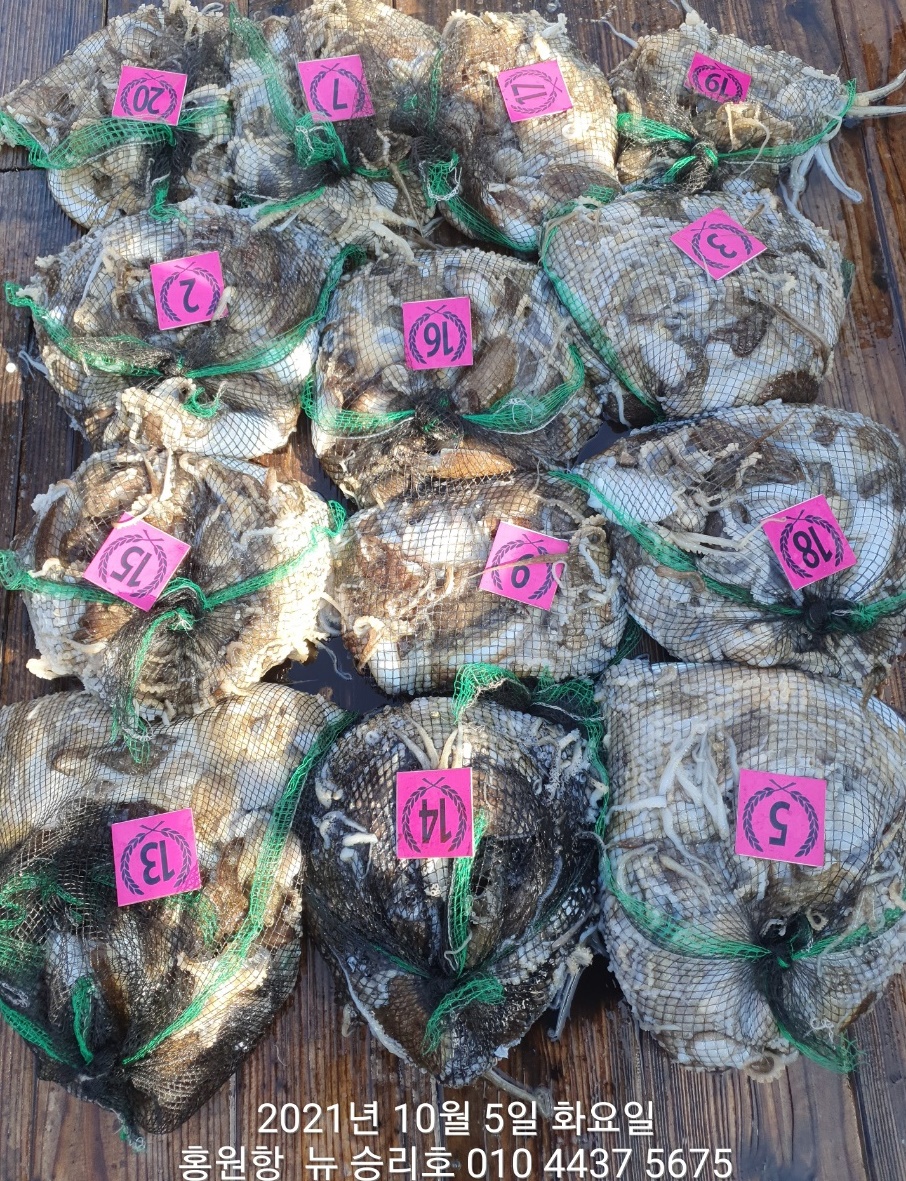 *쭈꾸미* 낚시의 원조 (홍원항) 요포선단 ^위풍당당^ 뉴~승리호 10월5일 쭈꾸미&갑오징어 망탱이 조황!!