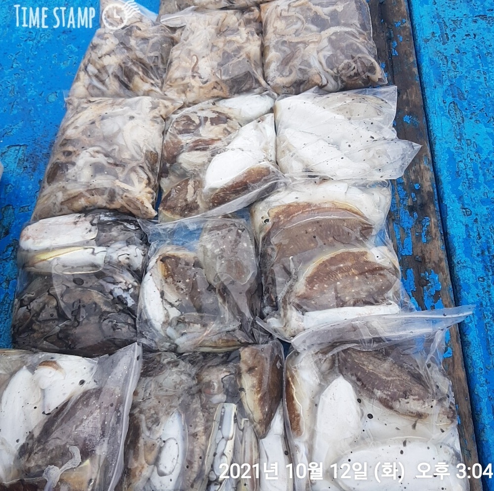 **쭈꾸미** 낚시의 원조 (홍원항) 요포선단 ~제1선단~장진호10월12일  갑오징어& 쭈꾸미 조황입니다!!