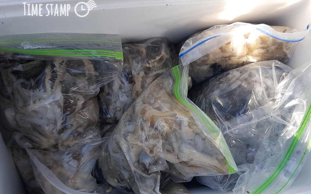 *쭈꾸미* 낚시의 원조 (홍원항) 요포선단 ~제1선단~ 장진호 10월3일  갑오징어& 쭈꾸미 조황입니다!!