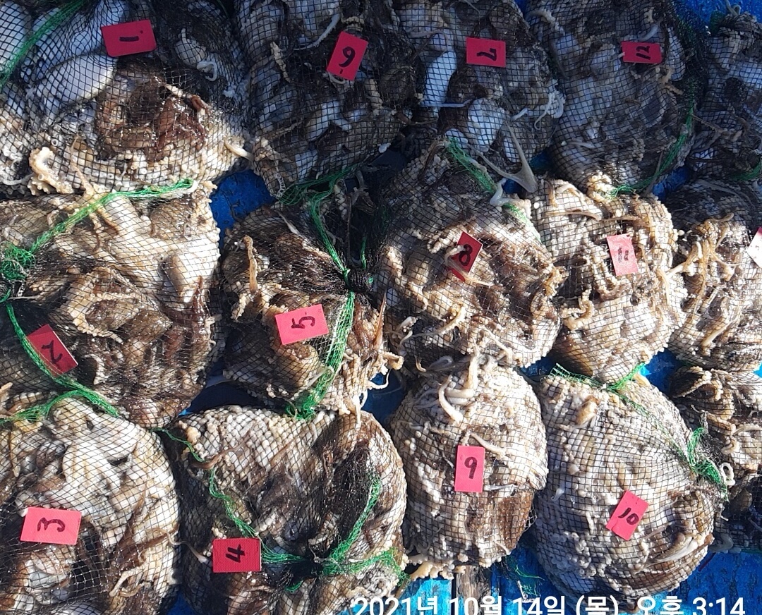 *쭈꾸미* 낚시의 원조  홍원항 (요포선단) ~제1선단~ 장진호 10/14 갑오징어&쭈꾸미 조황입니다!!