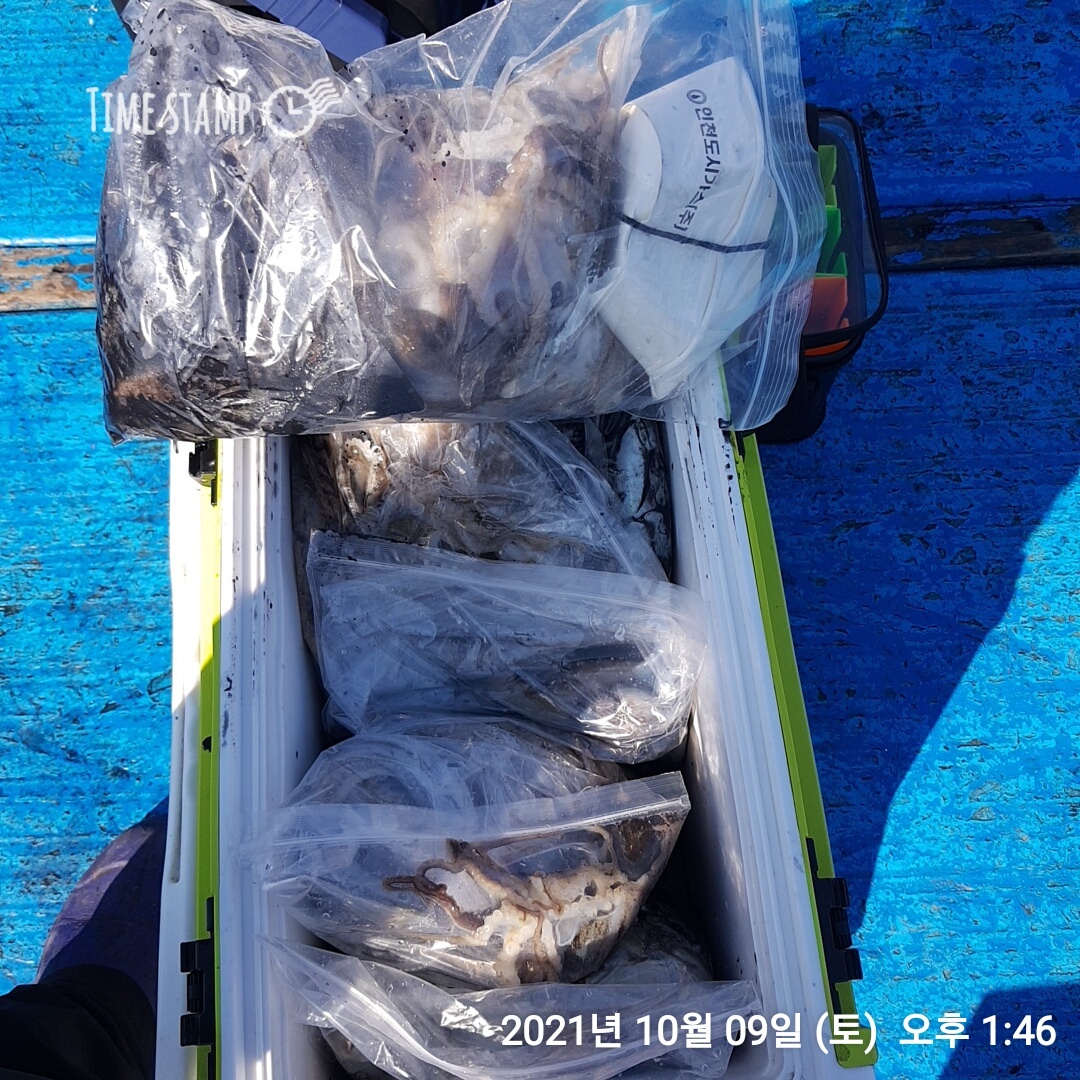 *쭈꾸미* 낚시의 원조 ((홍원항)) 요포낚시 ~제1선단~장진호 10/9일   쭈꾸미&갑오징어 조황!!